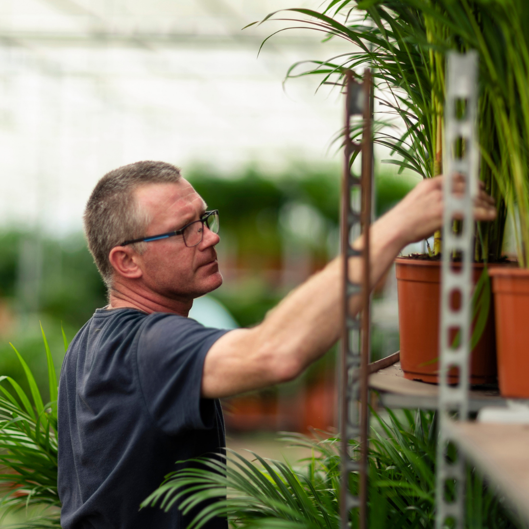 Areca palm - Luxe kamerplant voor binnen, onderhoudsarm en decoratief