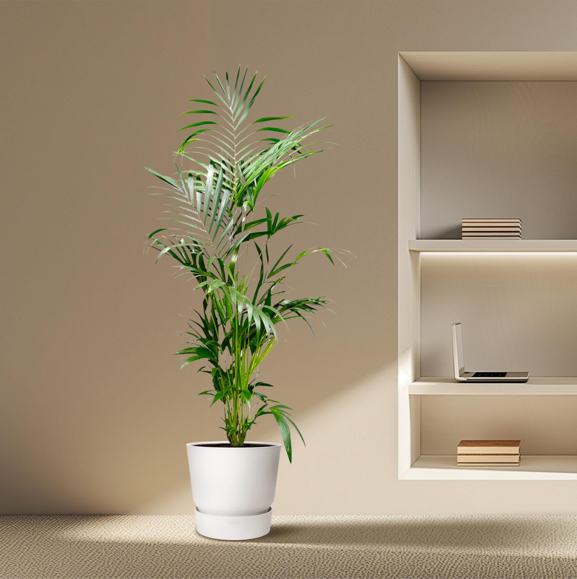 Kentia Palm kamerplant – stijlvolle sierpalm voor huis, kantoor & interieur