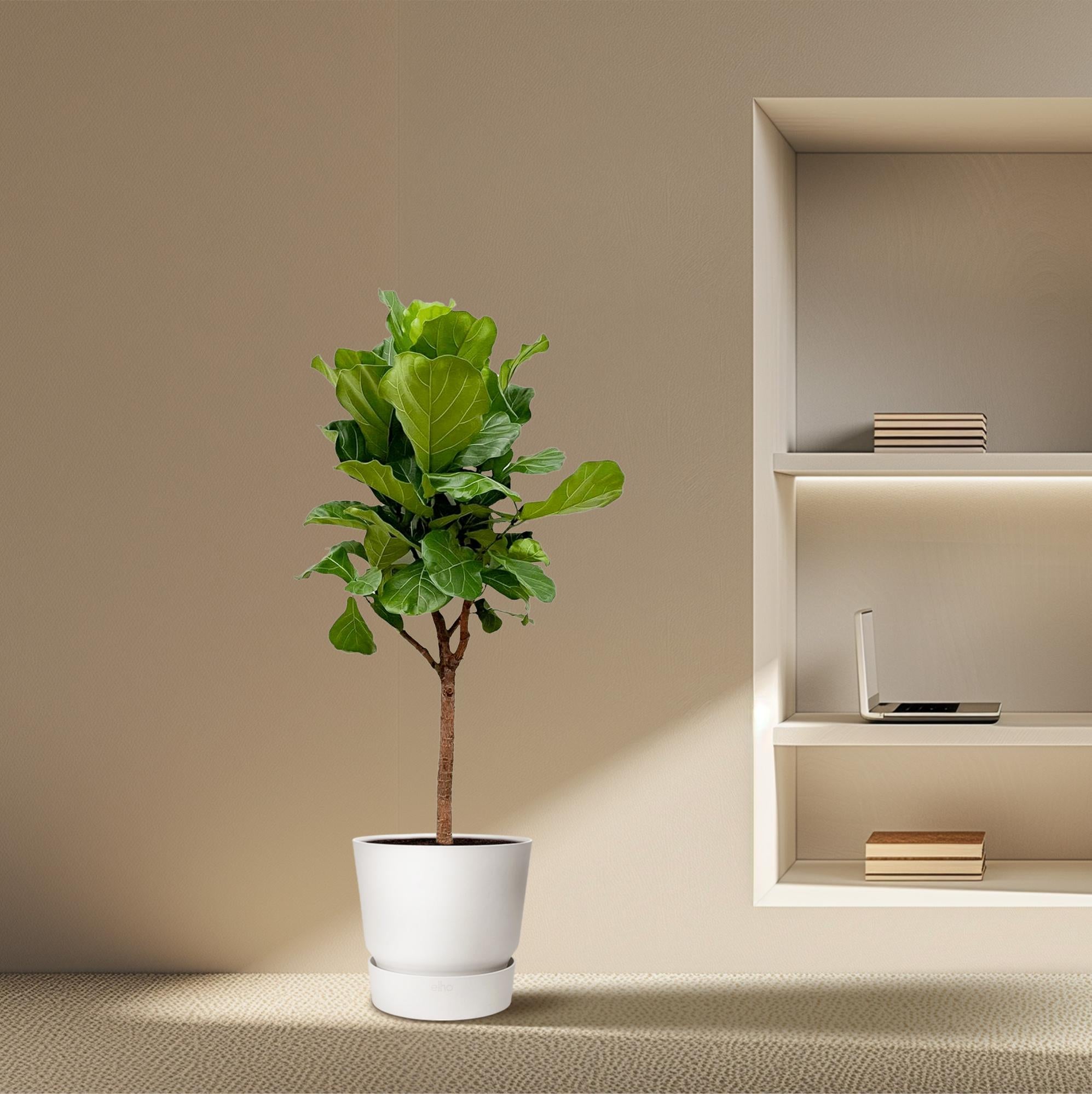 Ficus Lyrata boom - grote, stijlvolle kamerplant voor binnen en interieurdecoratie