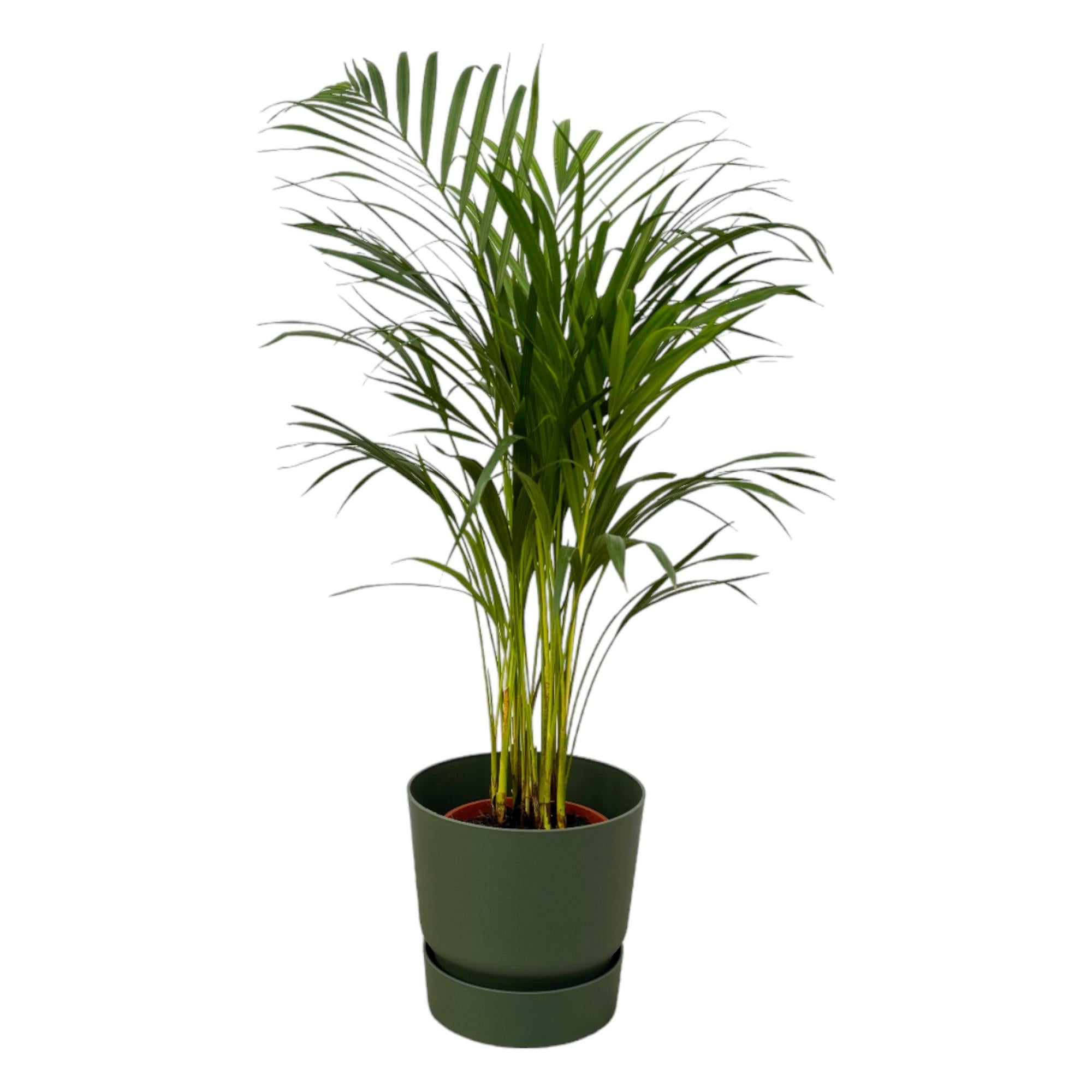 Areca palm inclusief elho Greenville Round sierpot - grote decoratieve kamerplant