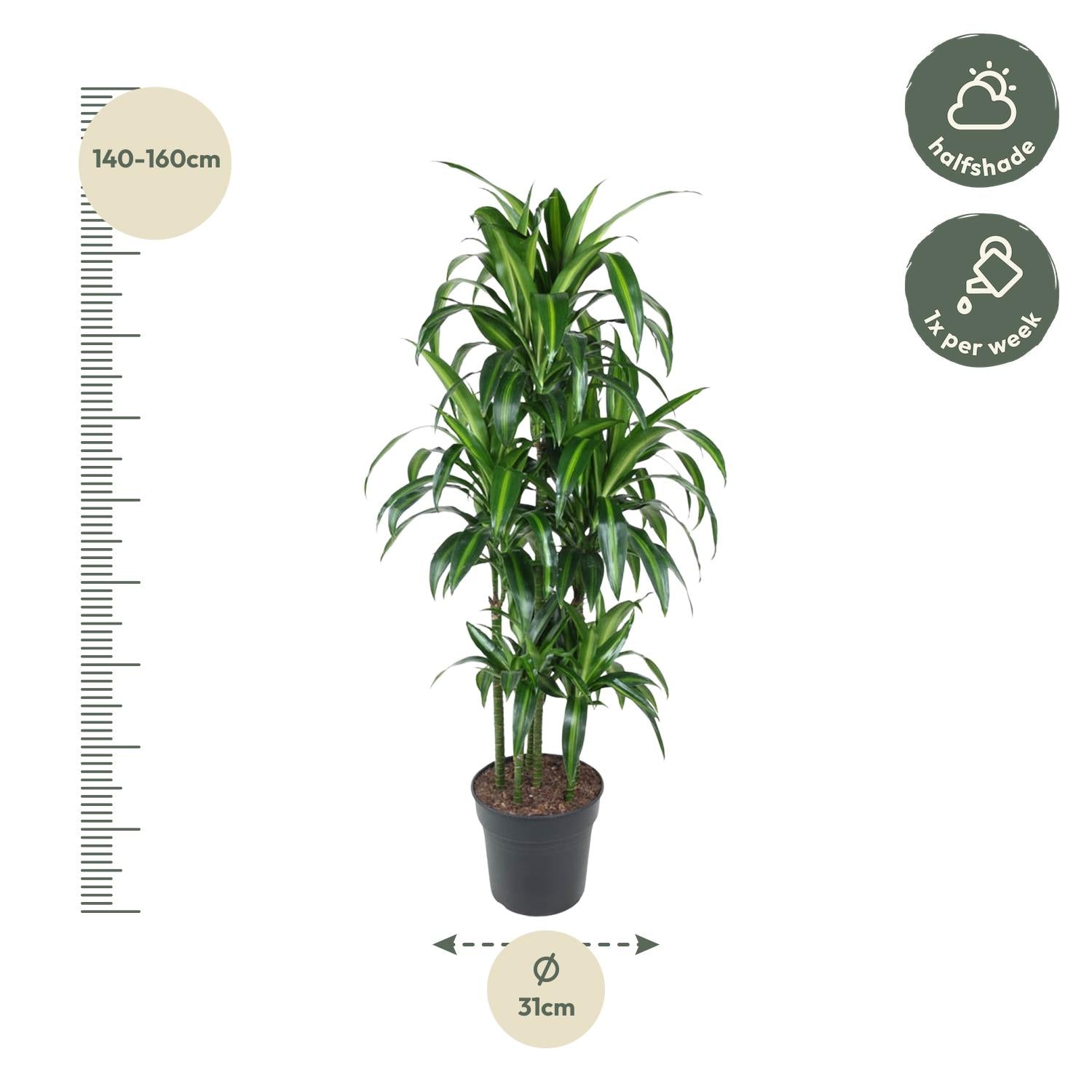 Dracaena Hawaiiana – bonte tropische Dracaena kamerplant
