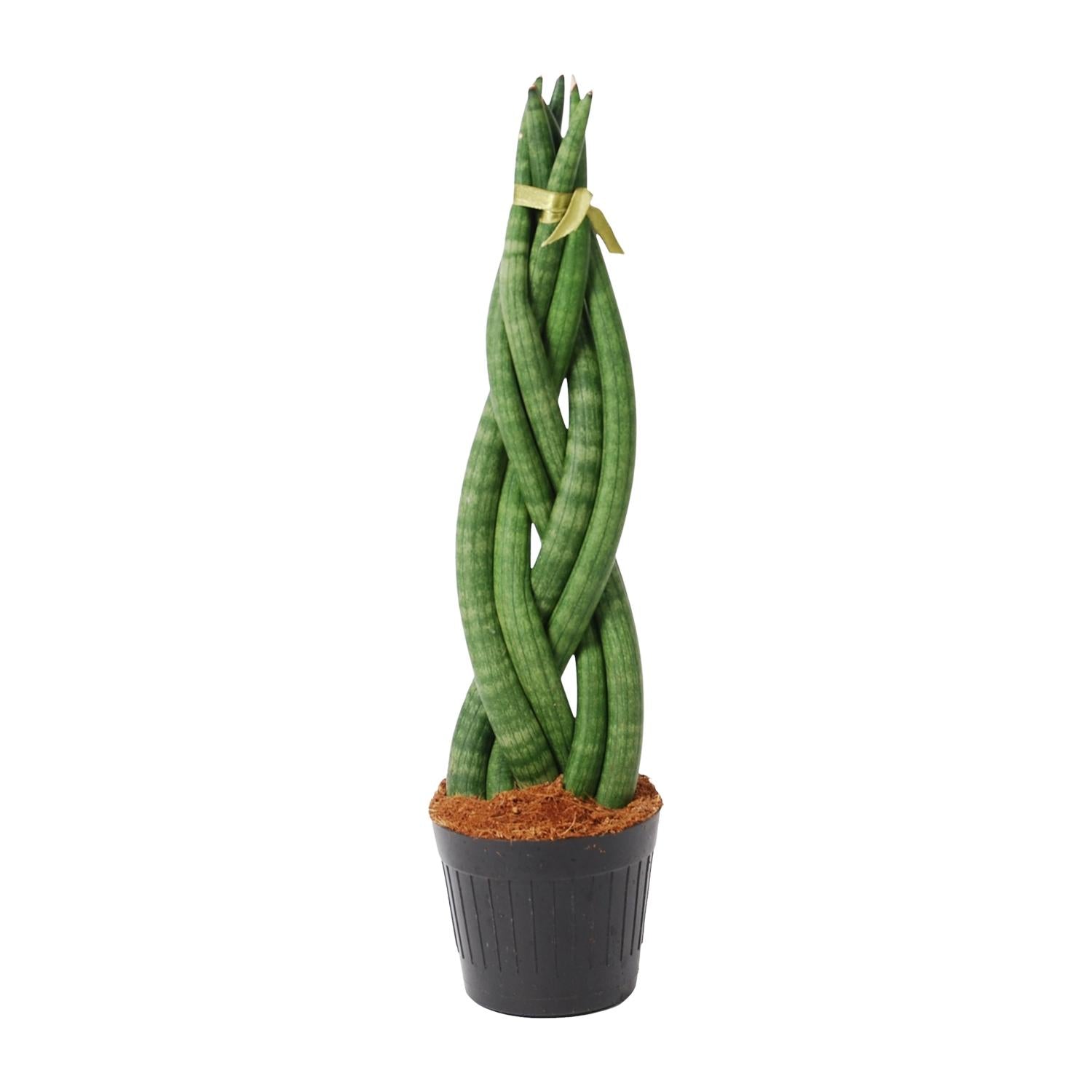 Sansevieria mini mix – Sansevieria cylindrica en Skyline in sierlijke pot Ø10,5