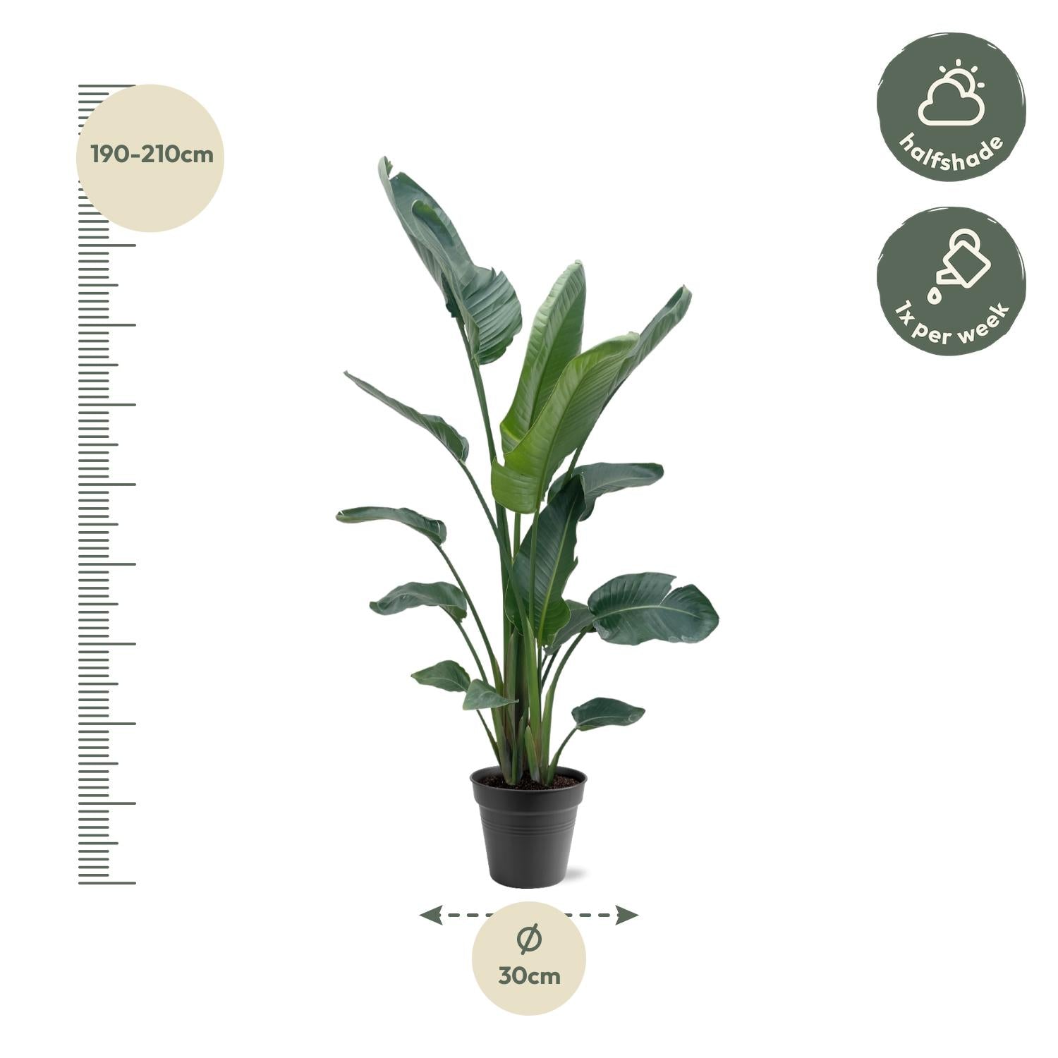 Strelitzia Nicolai - Tropische kamerplant voor binnen, decoratieve exotische plant