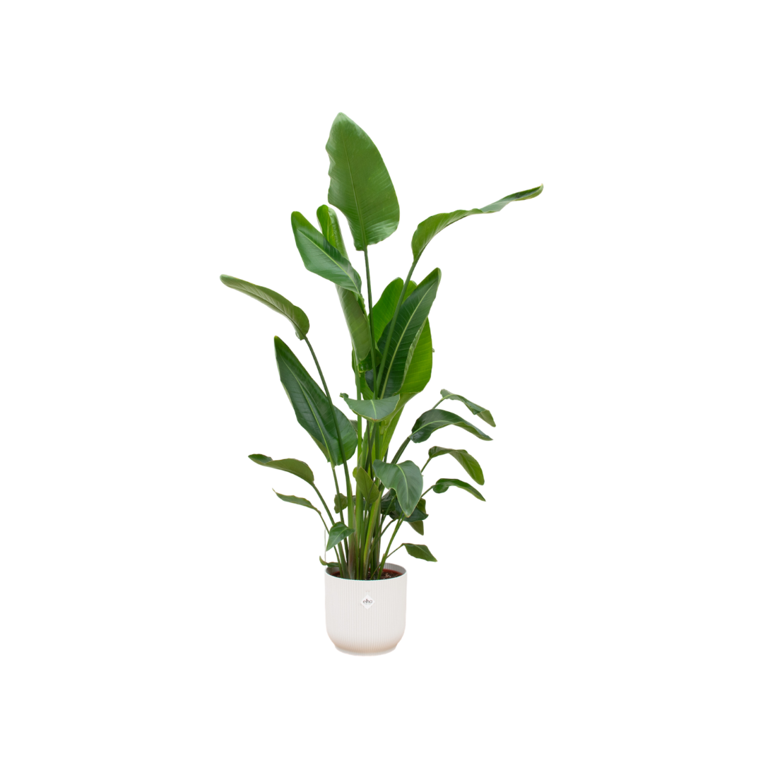 Combi deal - Strelitzia Nicolai inclusief elho Vibes Fold Round plant en pot set