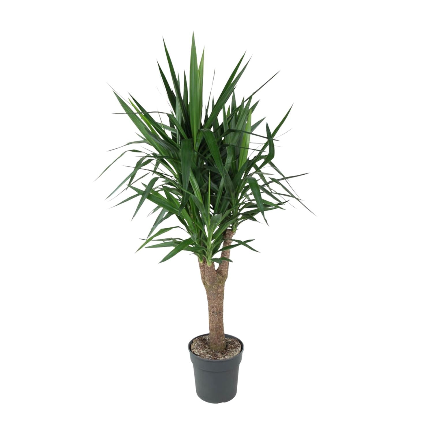 Yucca Elephantipes vertakt - decoratieve binnenplant voor huis en kantoor