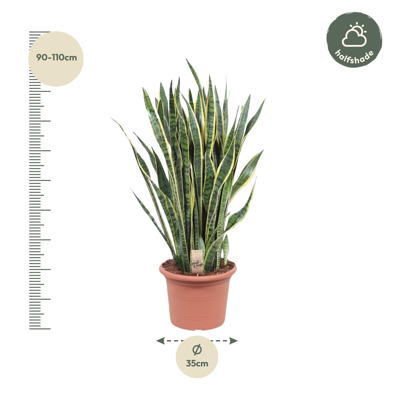 Sansevieria Laurentii slangplant – sterke luchtzuiverende kamerplant