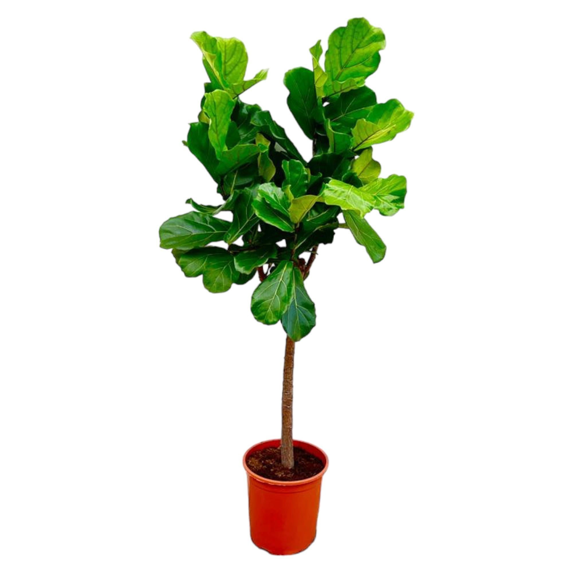 Ficus Lyrata boom - grote, stijlvolle kamerplant voor binnen en interieurdecoratie