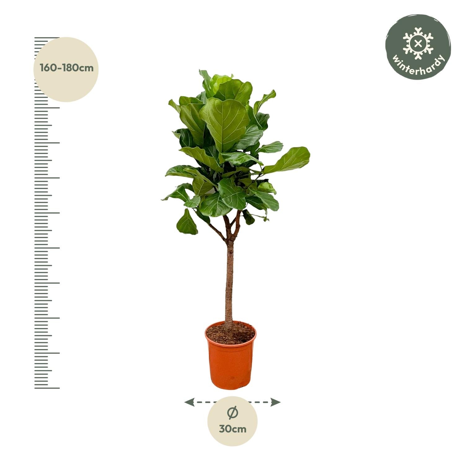 Ficus Lyrata boom - grote, stijlvolle kamerplant voor binnen en interieurdecoratie