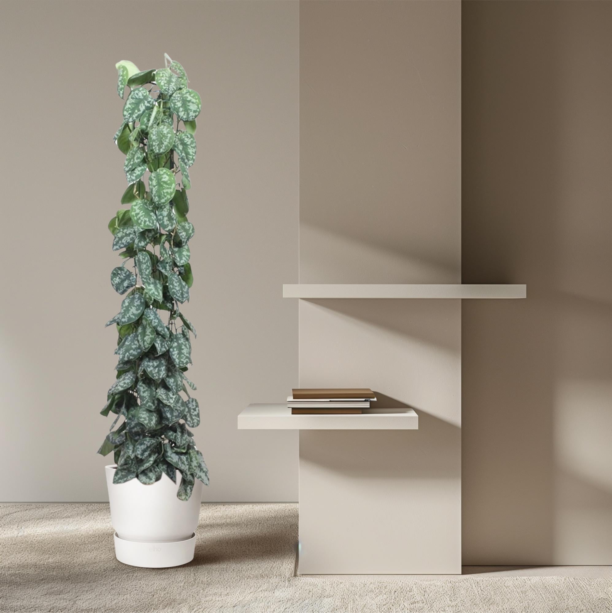 Scindapsus Pictus Trebie – klimplant op mosstok of gaasrek