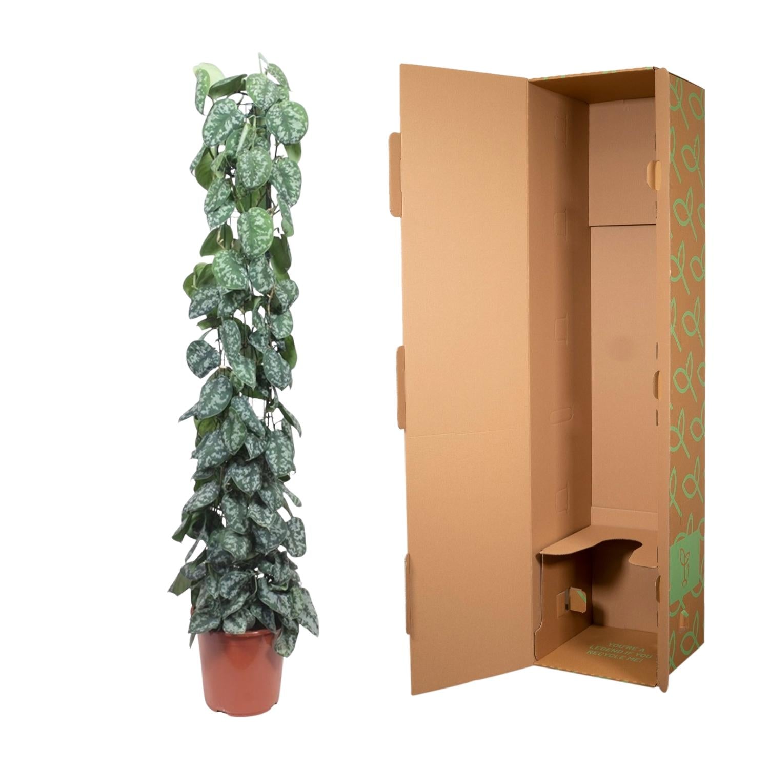 Scindapsus Pictus Trebie – klimplant op mosstok of gaasrek