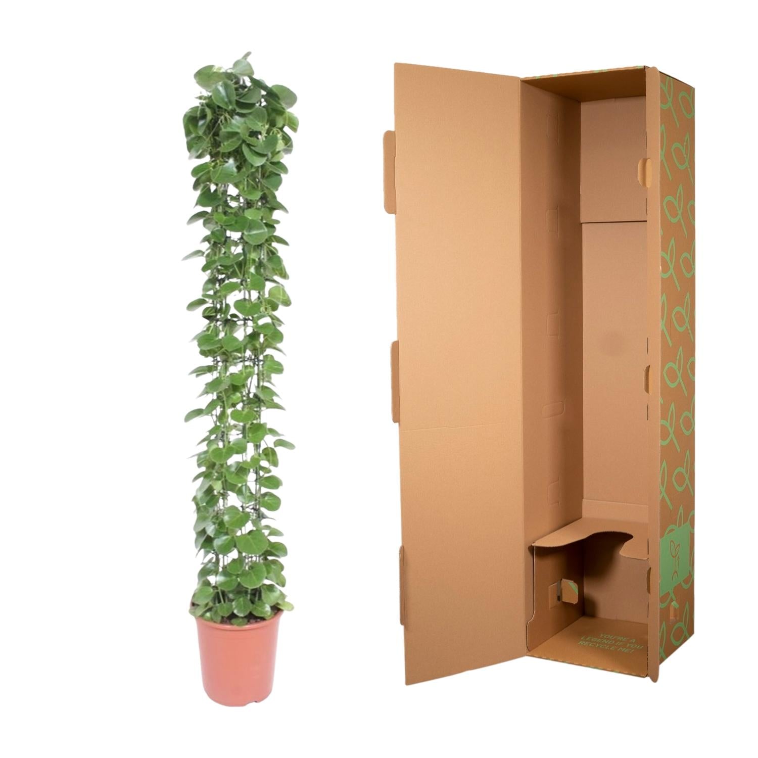 Cissus rotundifolia gaasrek - 160 cm - ø27