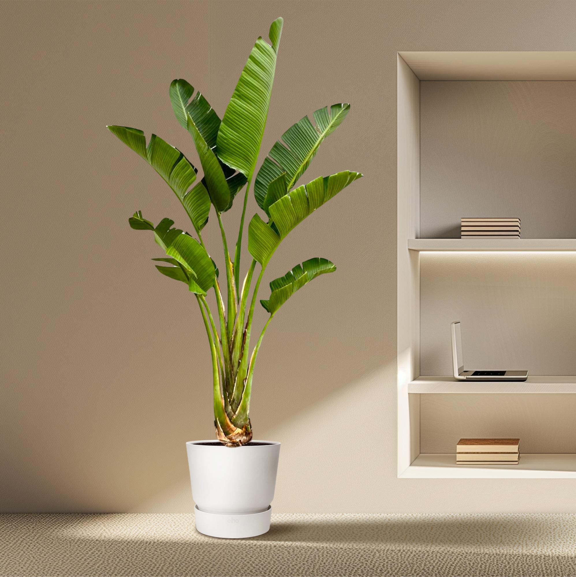 Strelitzia Augusta – grote paradijsvogelplant kamerplant in kweekpot