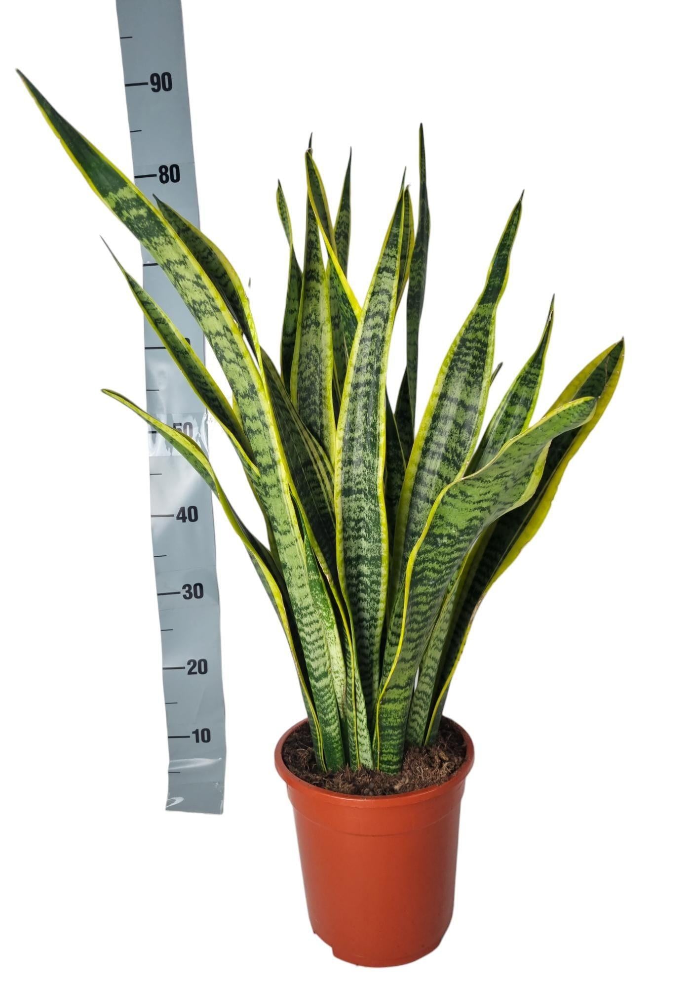 Sansevieria Laurentii slangplant – sterke luchtzuiverende kamerplant