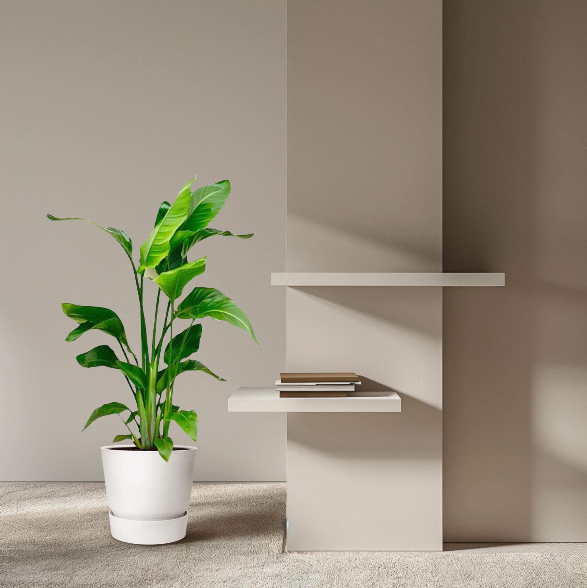 Strelitzia Nicolai - Tropische kamerplant voor binnen, decoratieve exotische plant