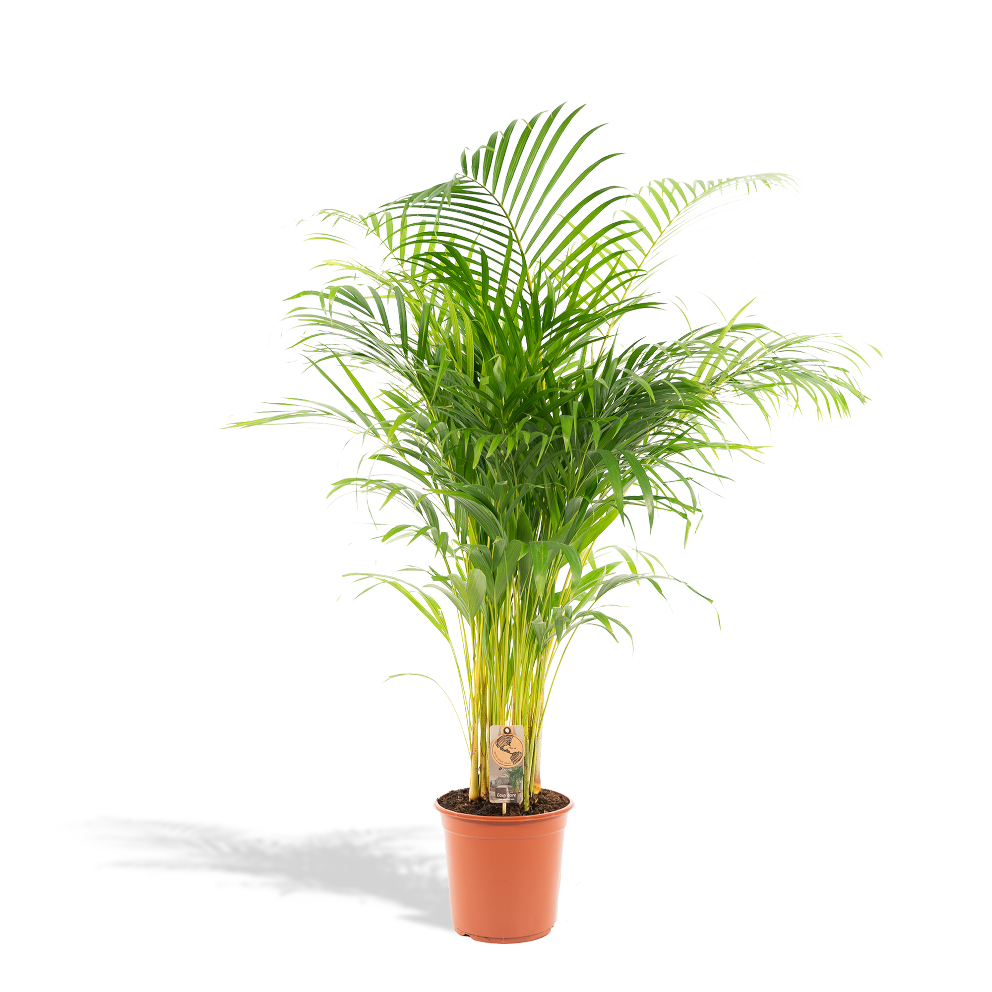 Areca palm - Luxe kamerplant voor binnen, onderhoudsarm en decoratief