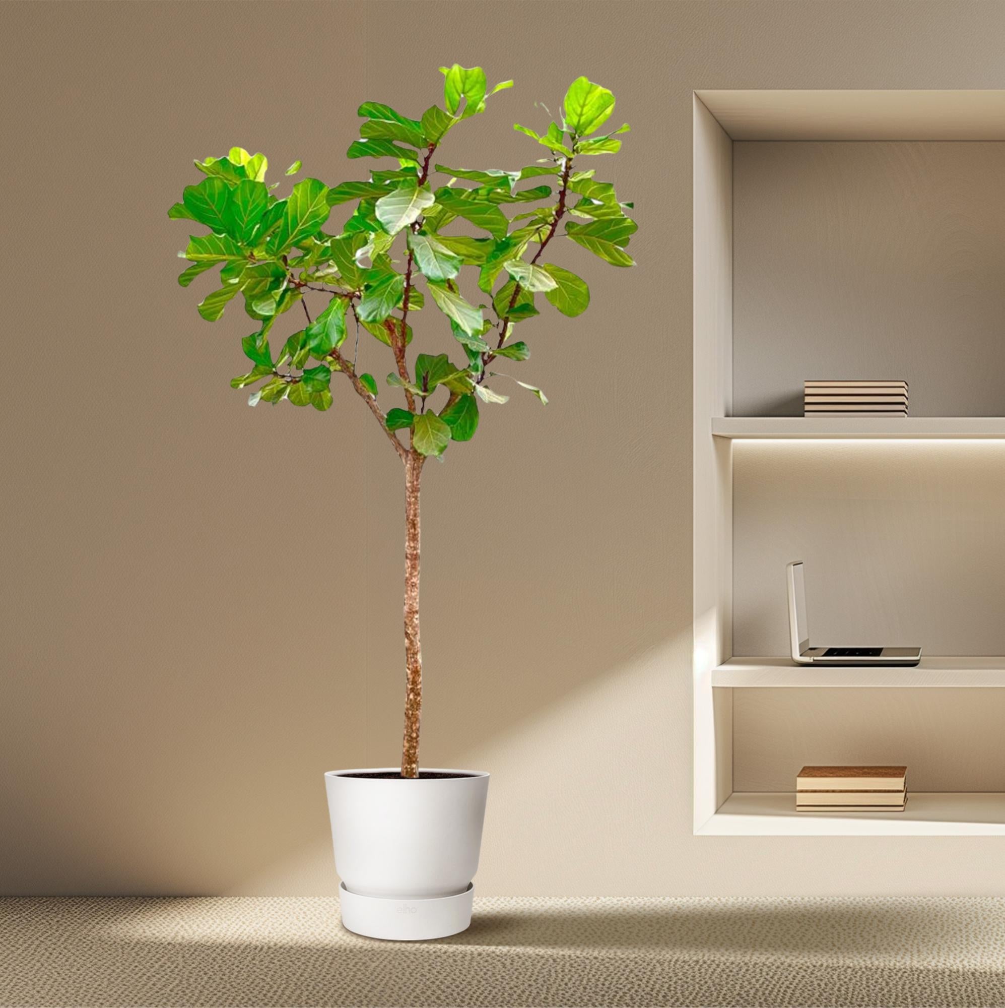 Ficus Lyrata boom - grote, stijlvolle kamerplant voor binnen en interieurdecoratie