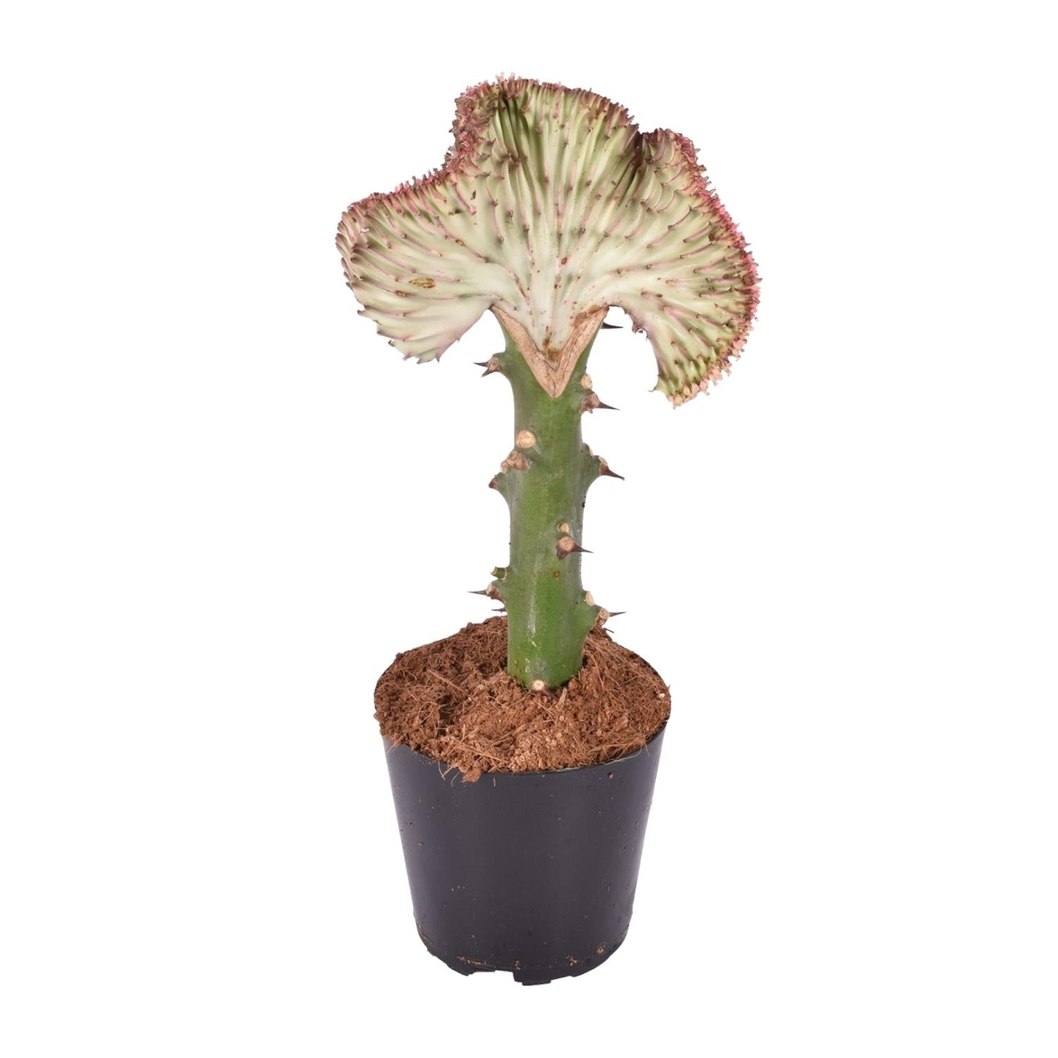 Euphorbia lactea Cristata rood – koraalcactus kamerplant