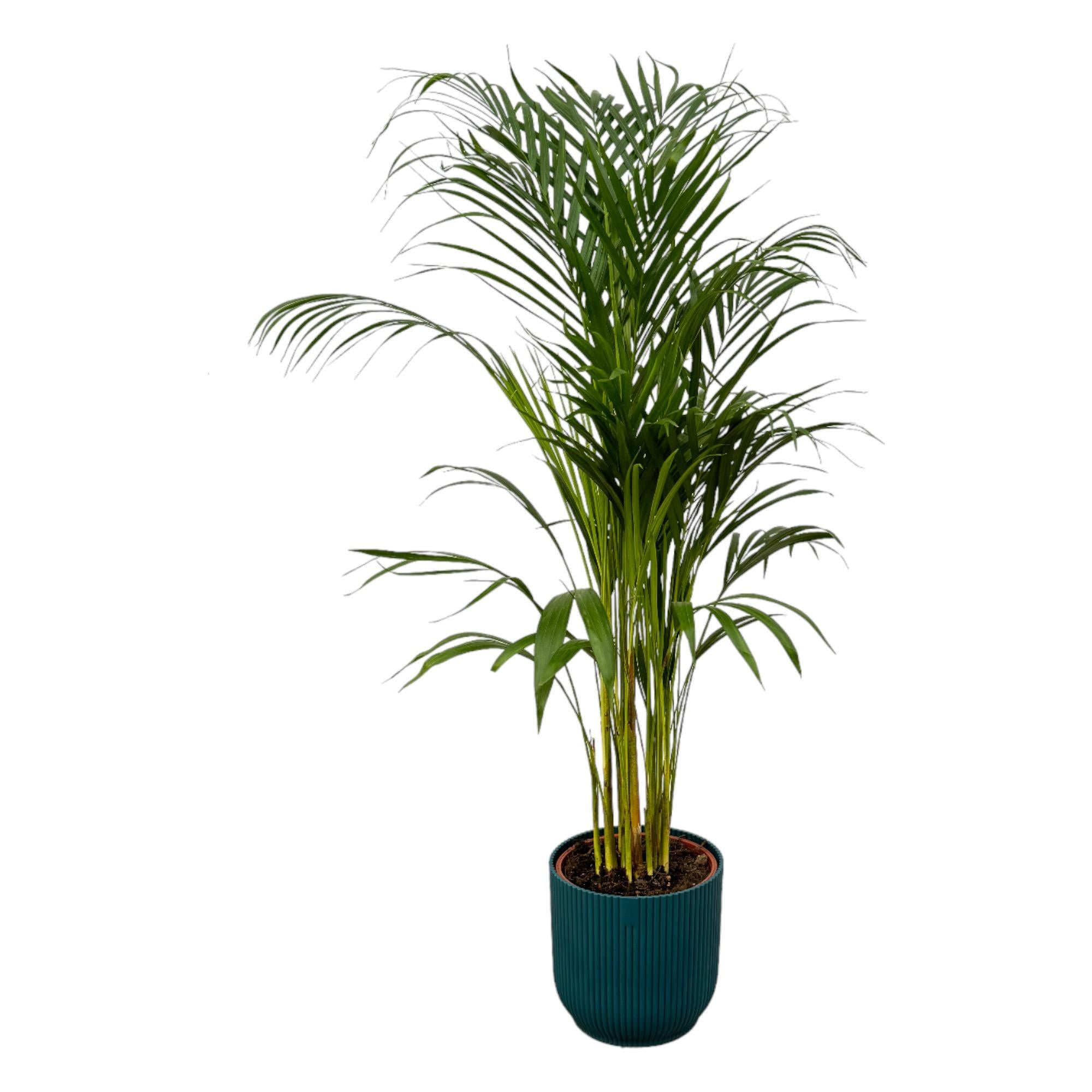 Areca palm inclusief elho Vibes Fold Round - sierlijke tropische kamerplant met pot