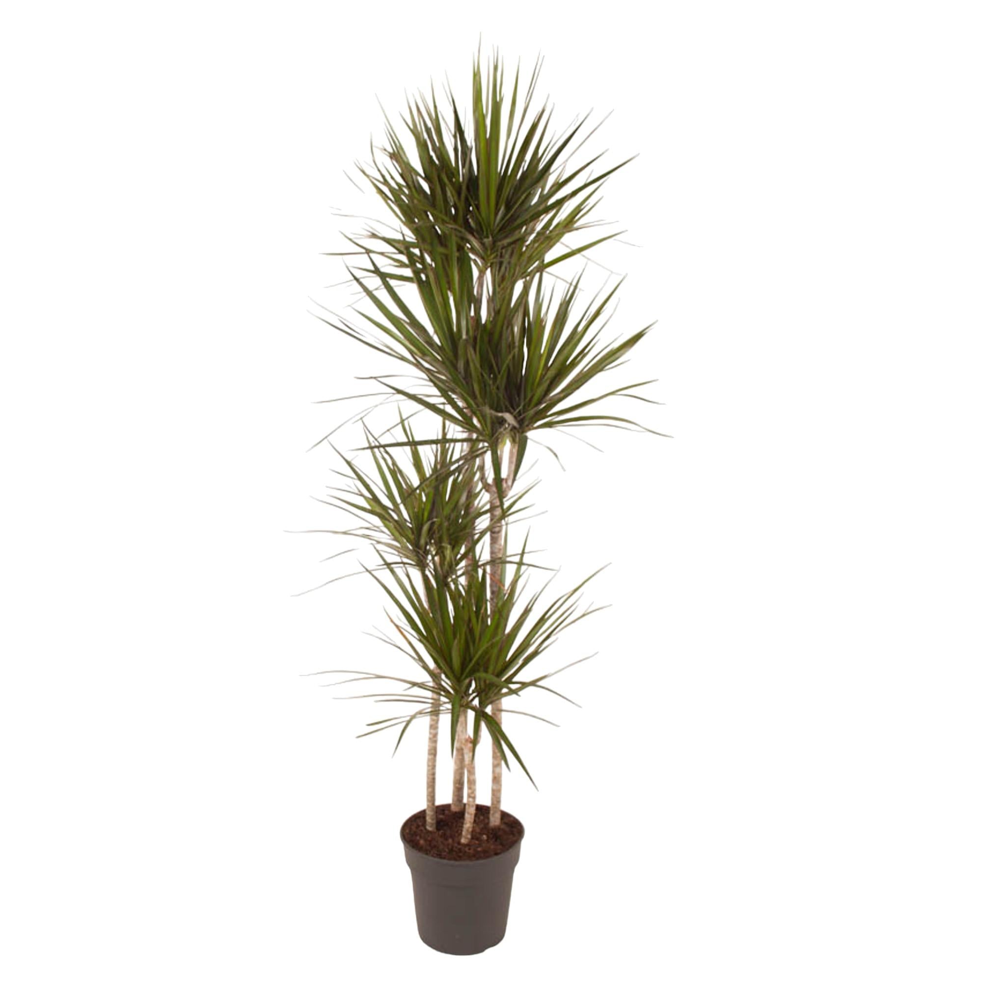 Dracaena Marginata - kamerplant in kweekpot