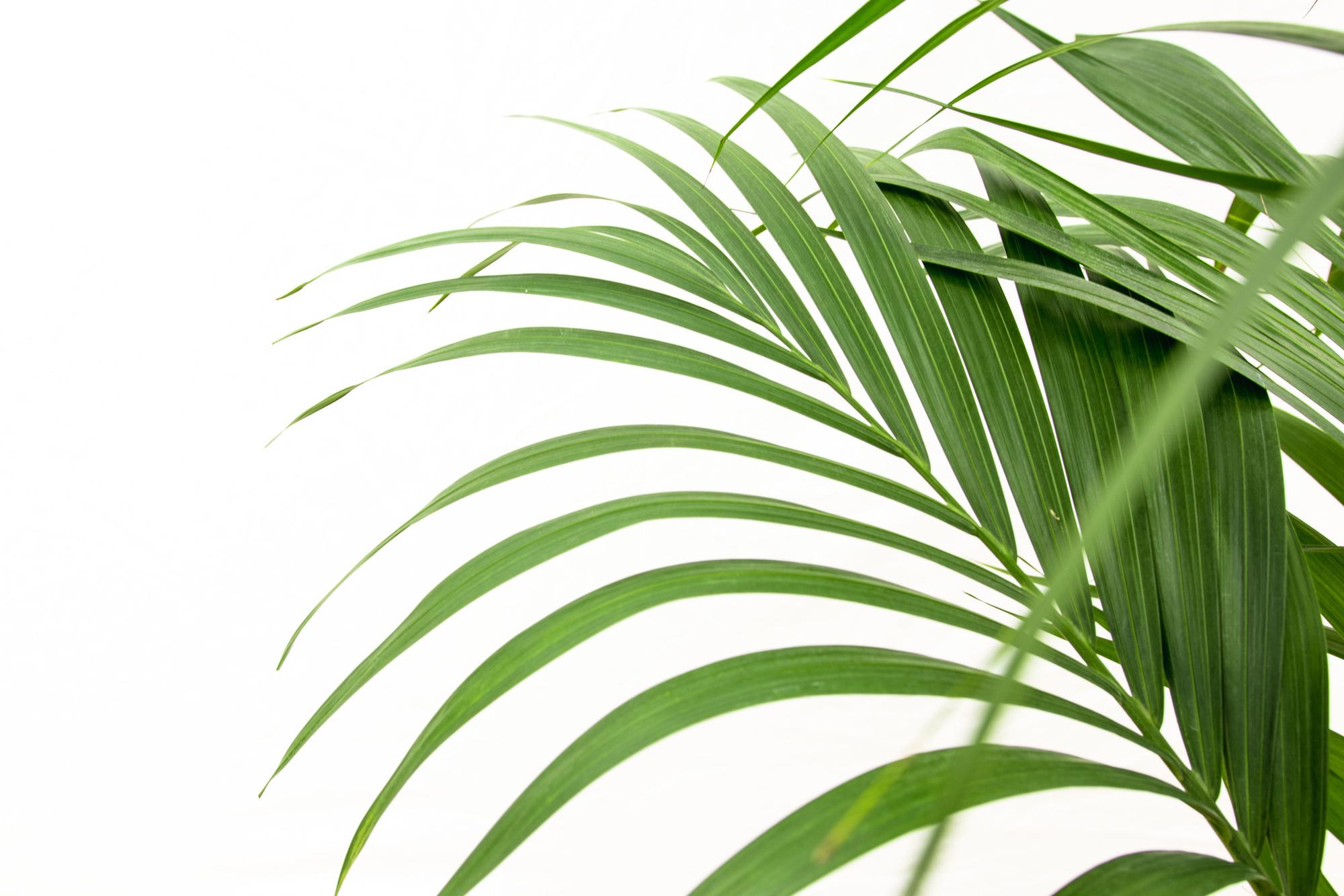 Kentia Palm kamerplant – stijlvolle sierpalm voor huis, kantoor & interieur