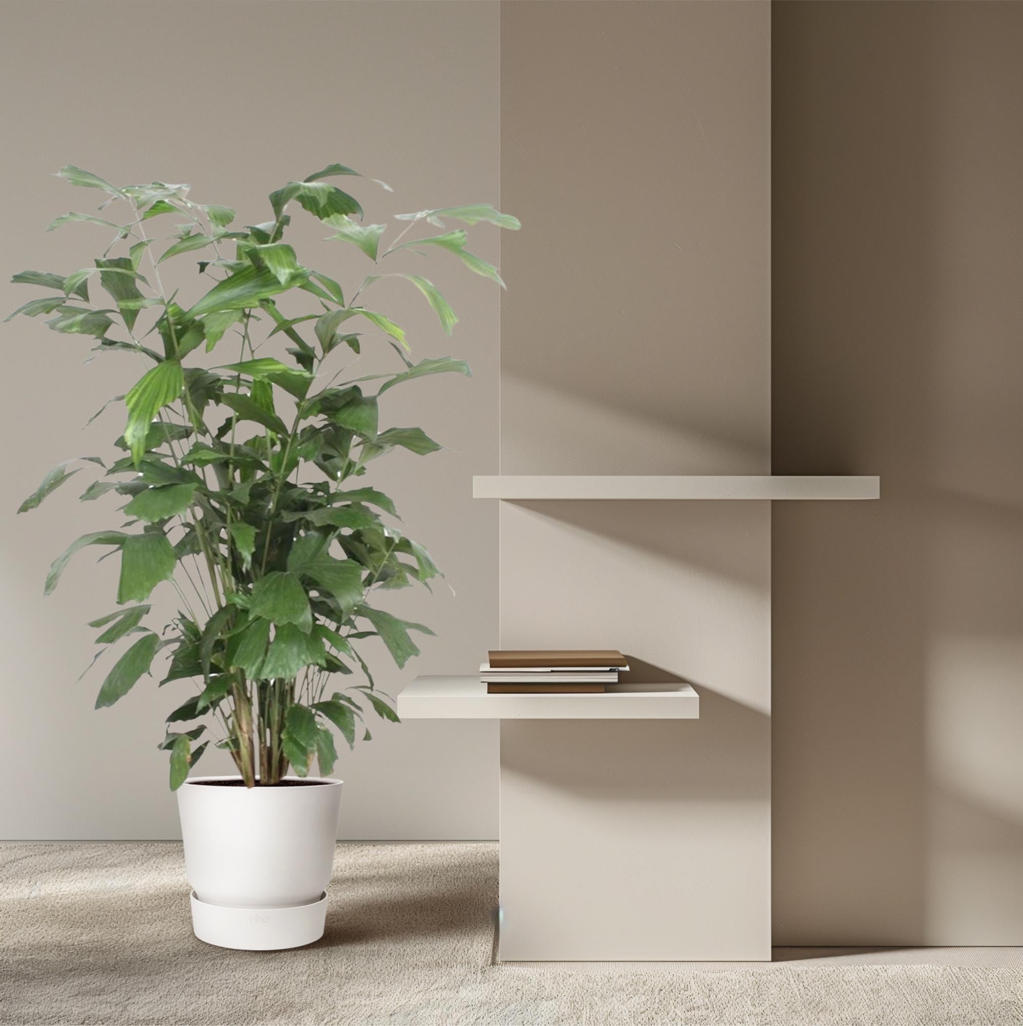 Caryota Mitis (vissenstaartpalm) – bijzondere grote kamerpalm