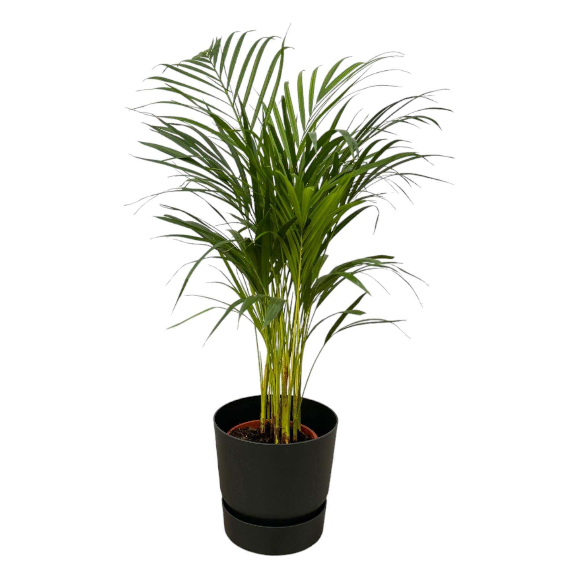 Areca palm inclusief elho Greenville Round sierpot - grote decoratieve kamerplant