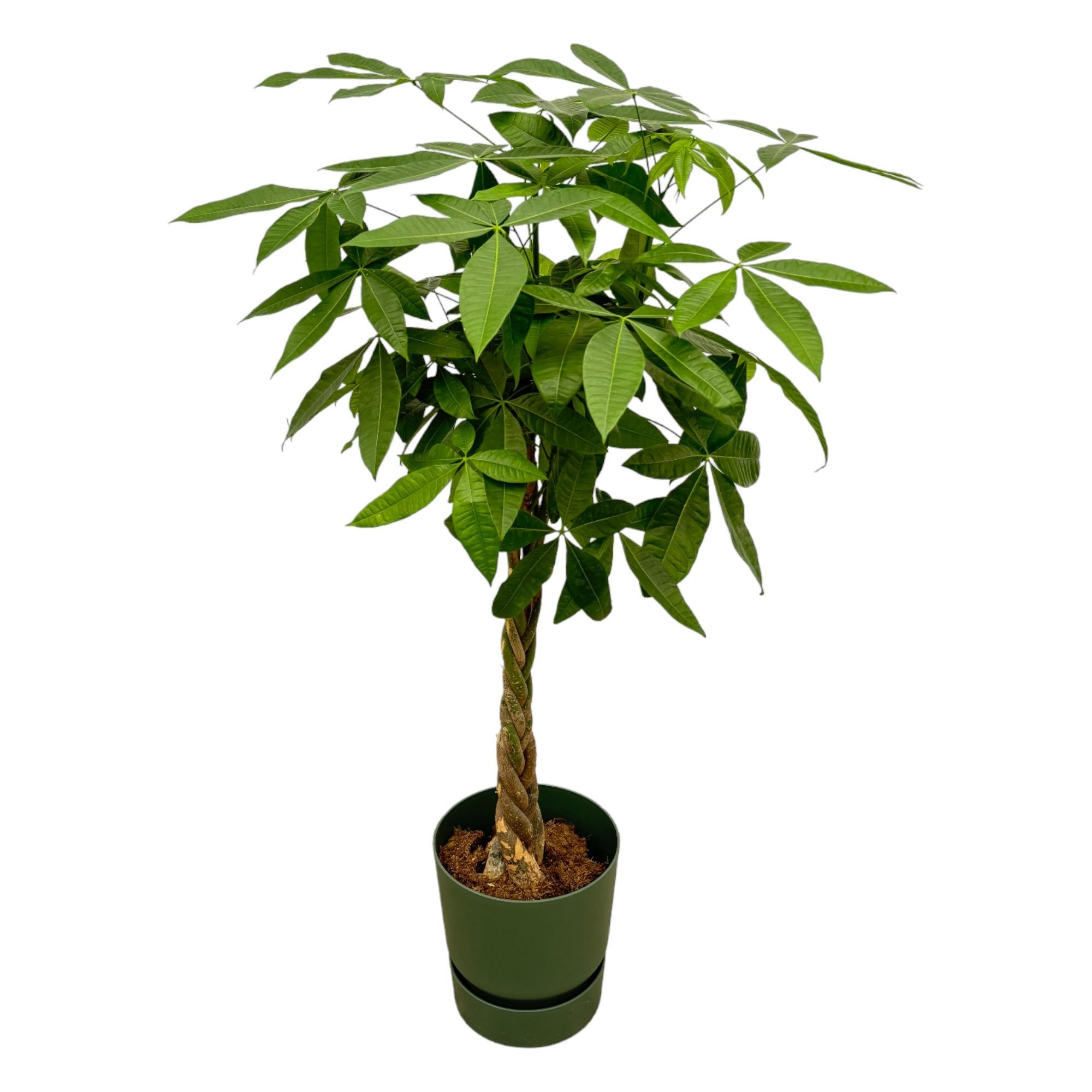 Pachira Aquatica inclusief elho Greenville Round bloempot 160cm - Ø30
