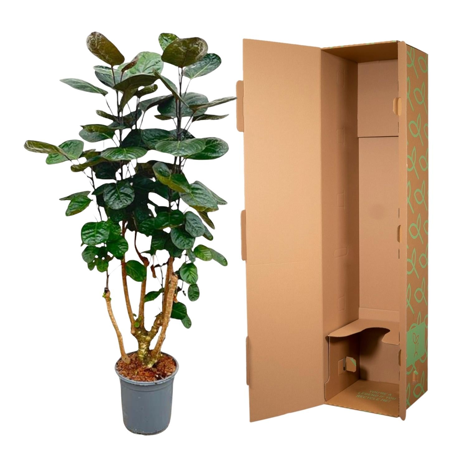 Polyscias Fabian - decoratieve kamerplant voor binnen, sierlijke bladeren en sterke groei