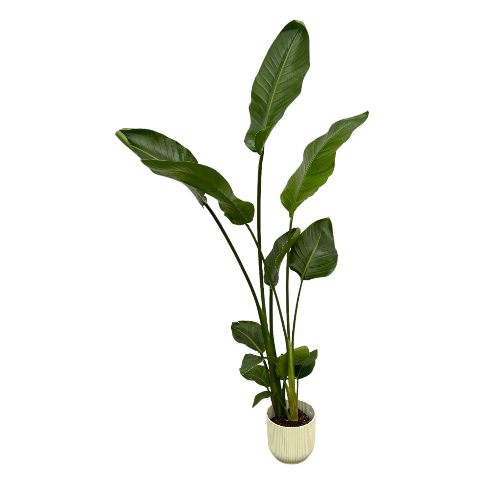 Strelitzia Nicolai inclusief Elho Vibes Fold Round pot - decoratieve kamerplant