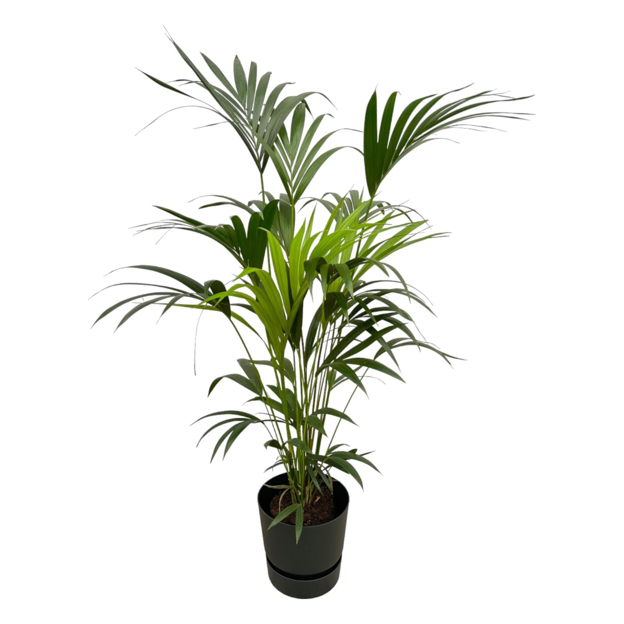 Combi deal - Kentia palm inclusief elho sierpot voor binnen, elegante kamerplant