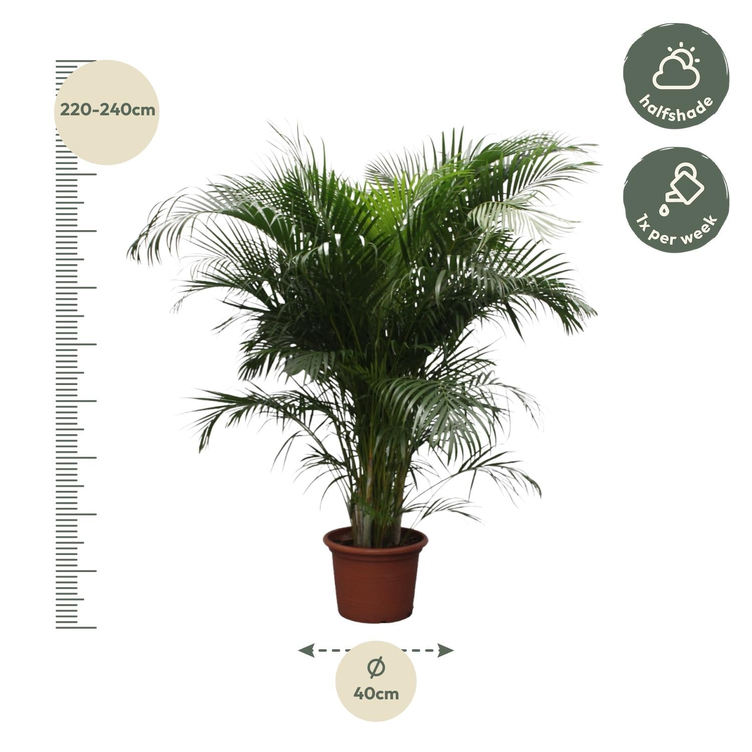 Dypsis Lutescens (Areca Palm) — Premium Tropische kamerplant