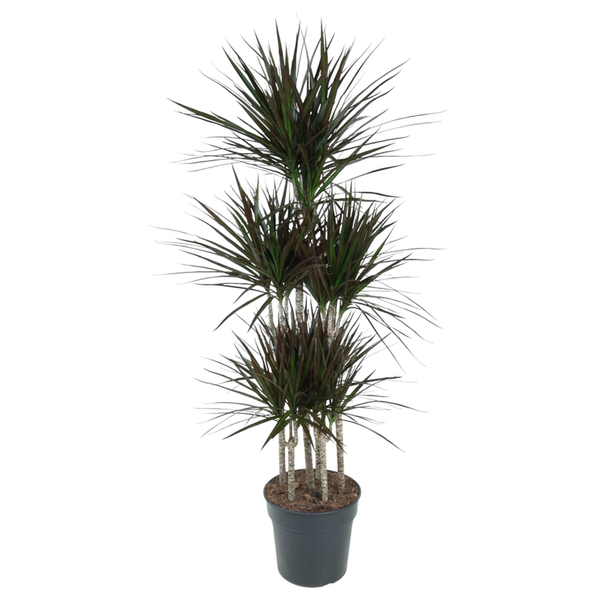 Dracaena Magenta – diepgroene paarsrode Dracaena kamerplant