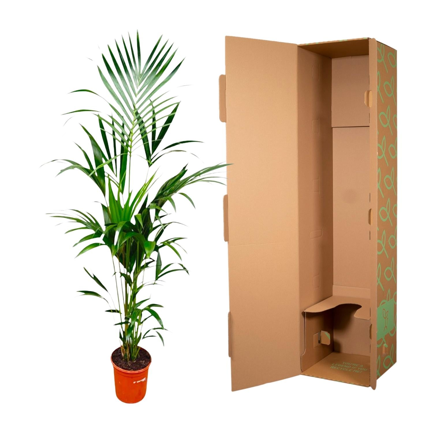 Kentia Palm kamerplant – stijlvolle sierpalm voor huis, kantoor & interieur