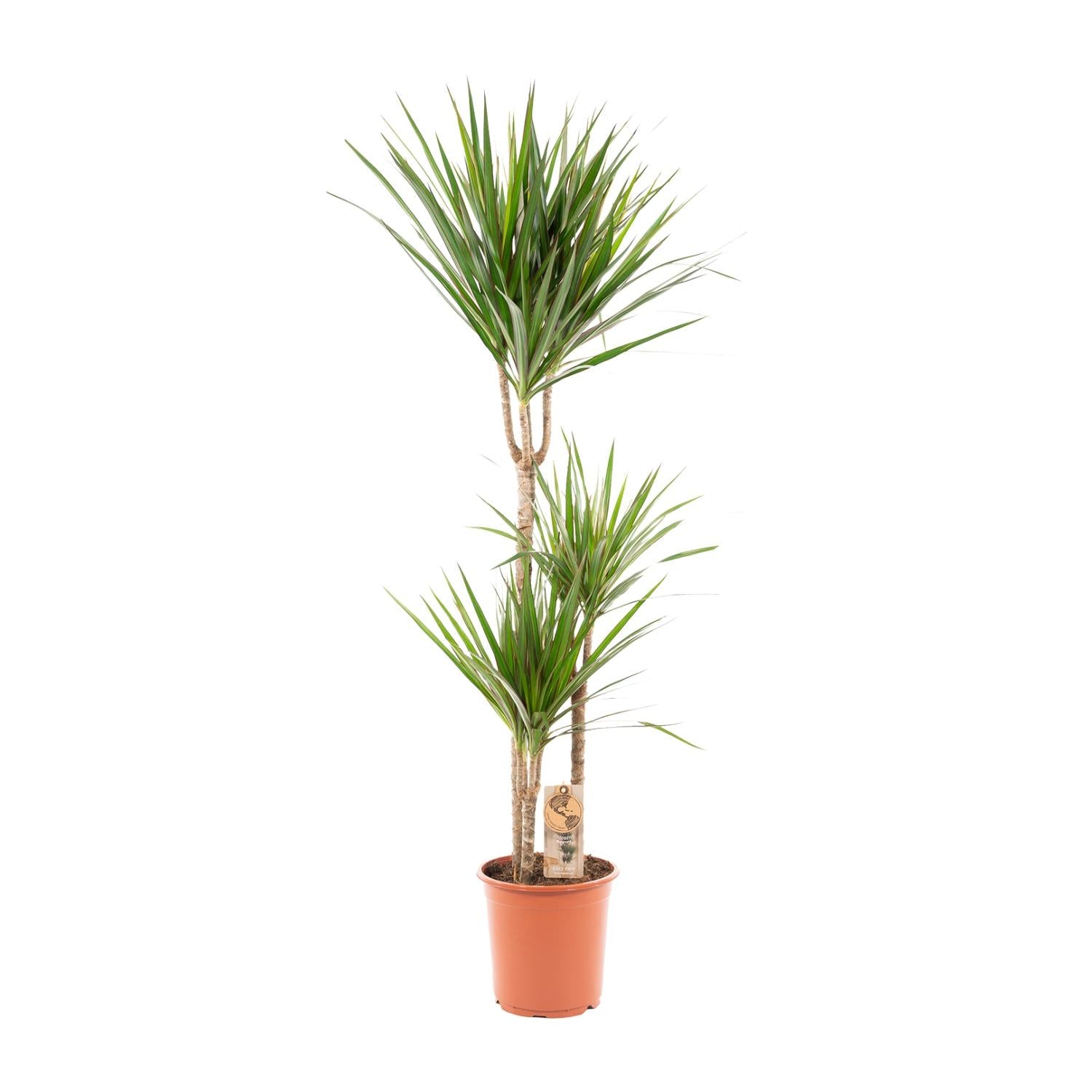 Dracaena Marginata - kamerplant in kweekpot