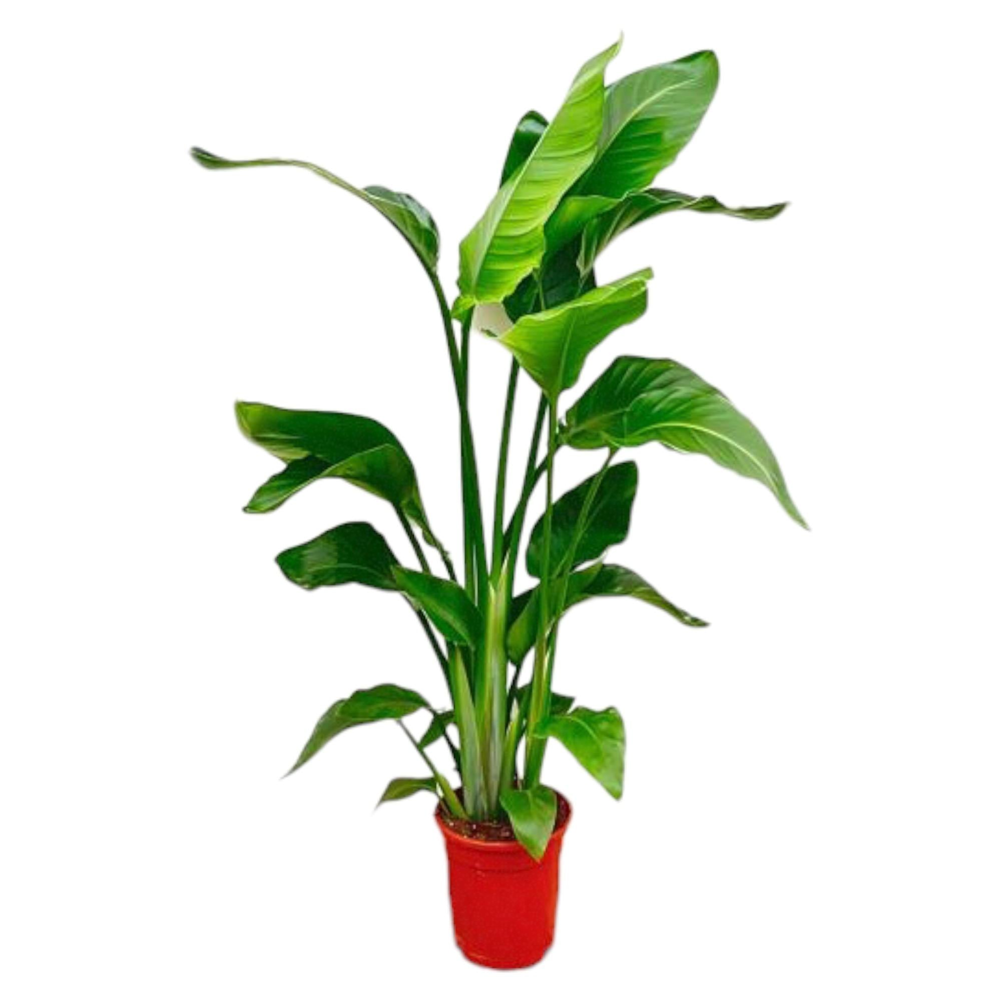 Strelitzia Nicolai - Tropische kamerplant voor binnen, decoratieve exotische plant