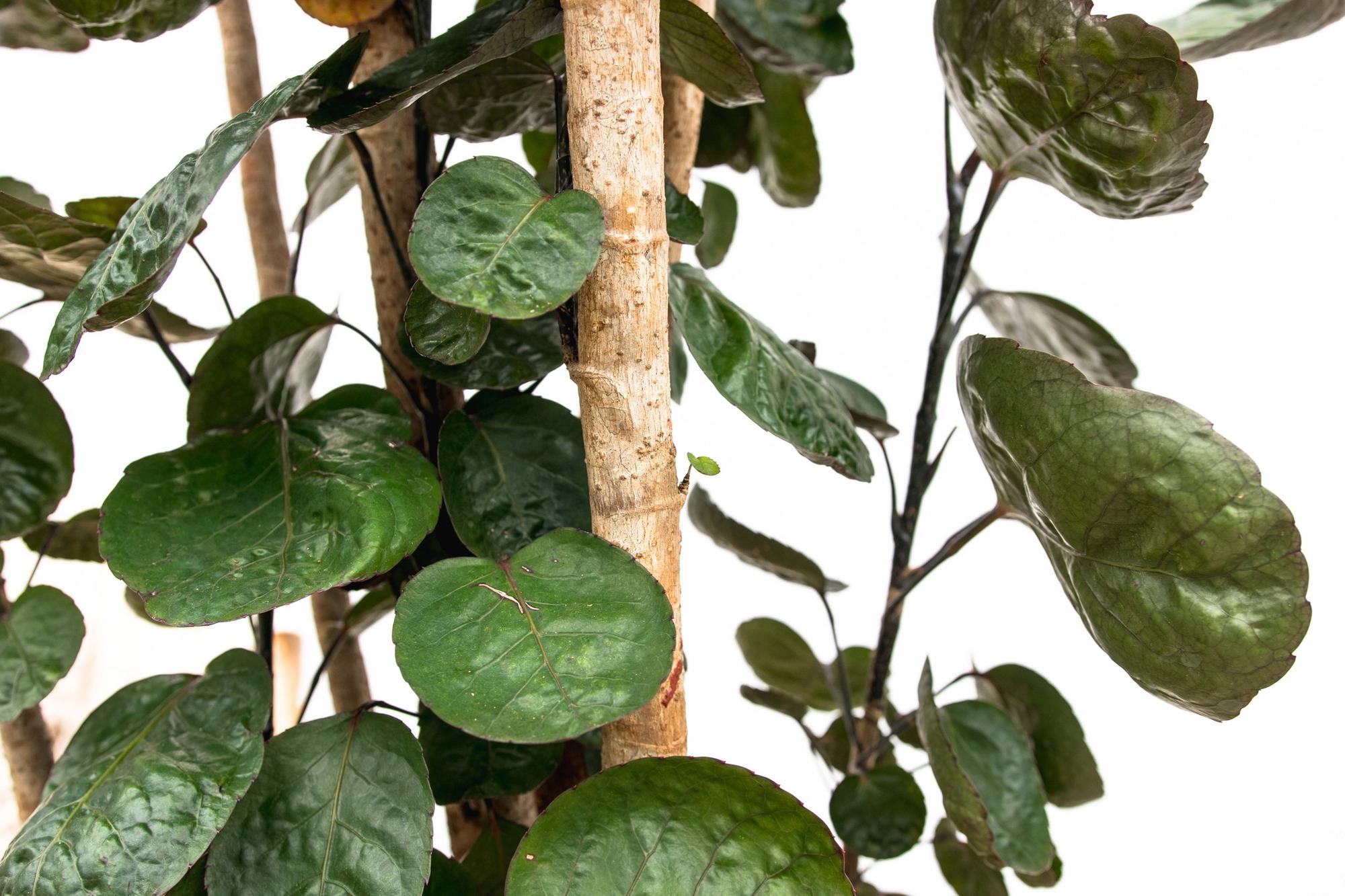 Polyscias Fabian - decoratieve kamerplant voor binnen, sierlijke bladeren en sterke groei