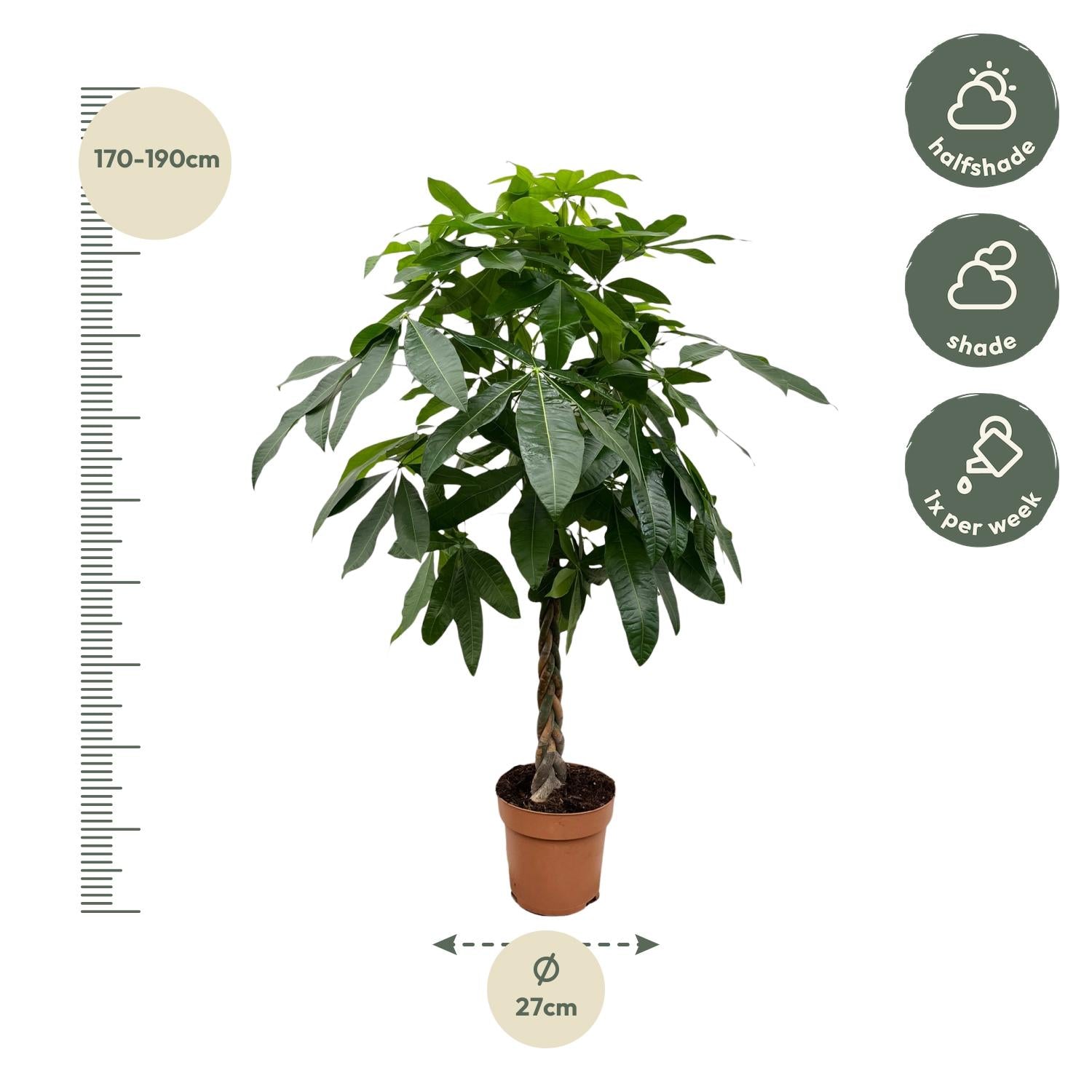 Pachira Aquatica kamerplant – decoratieve geldboom voor huis & kantoor