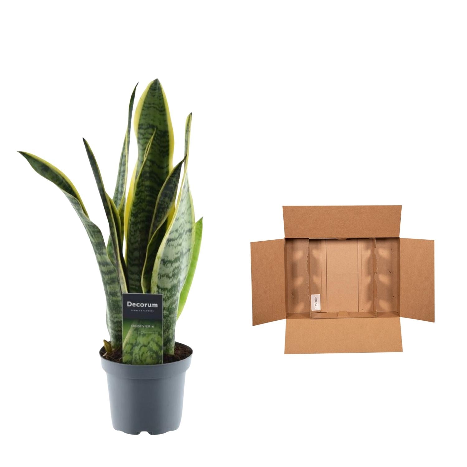 Sansevieria Laurentii slangplant – sterke luchtzuiverende kamerplant