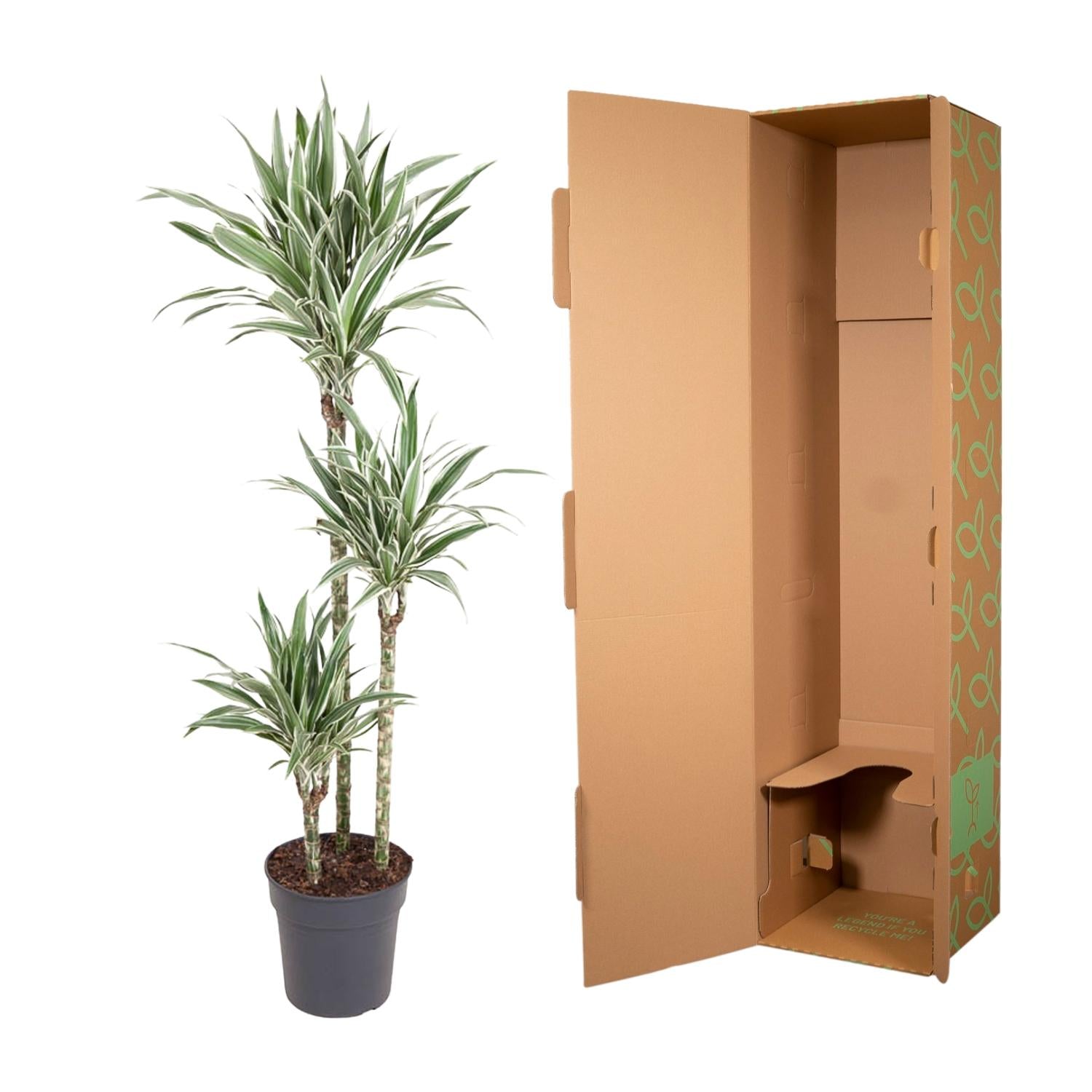 Dracaena White Stripe - 150 cm - ø24