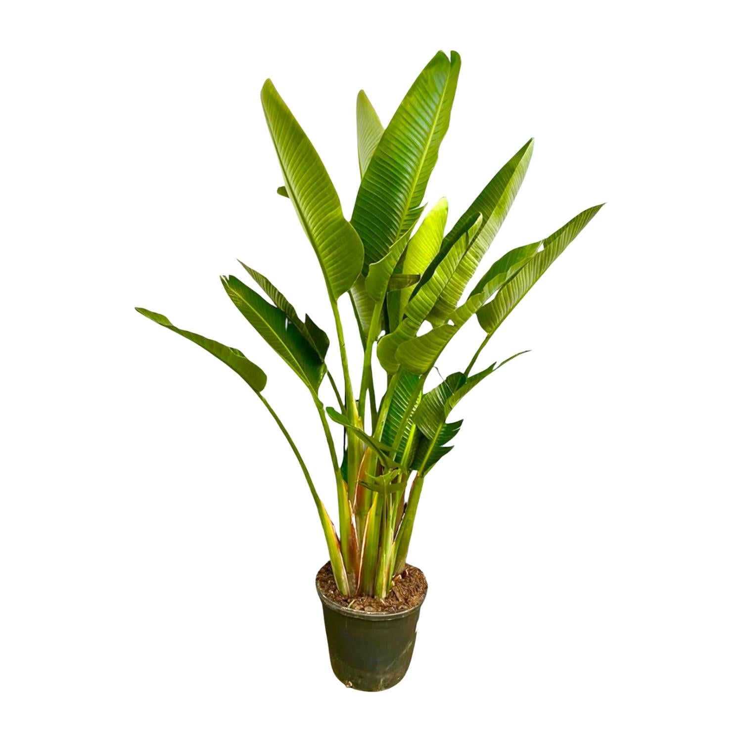 Strelitzia Augusta multi stam XXL - Grote decoratieve kamerplant met luxe uitstraling