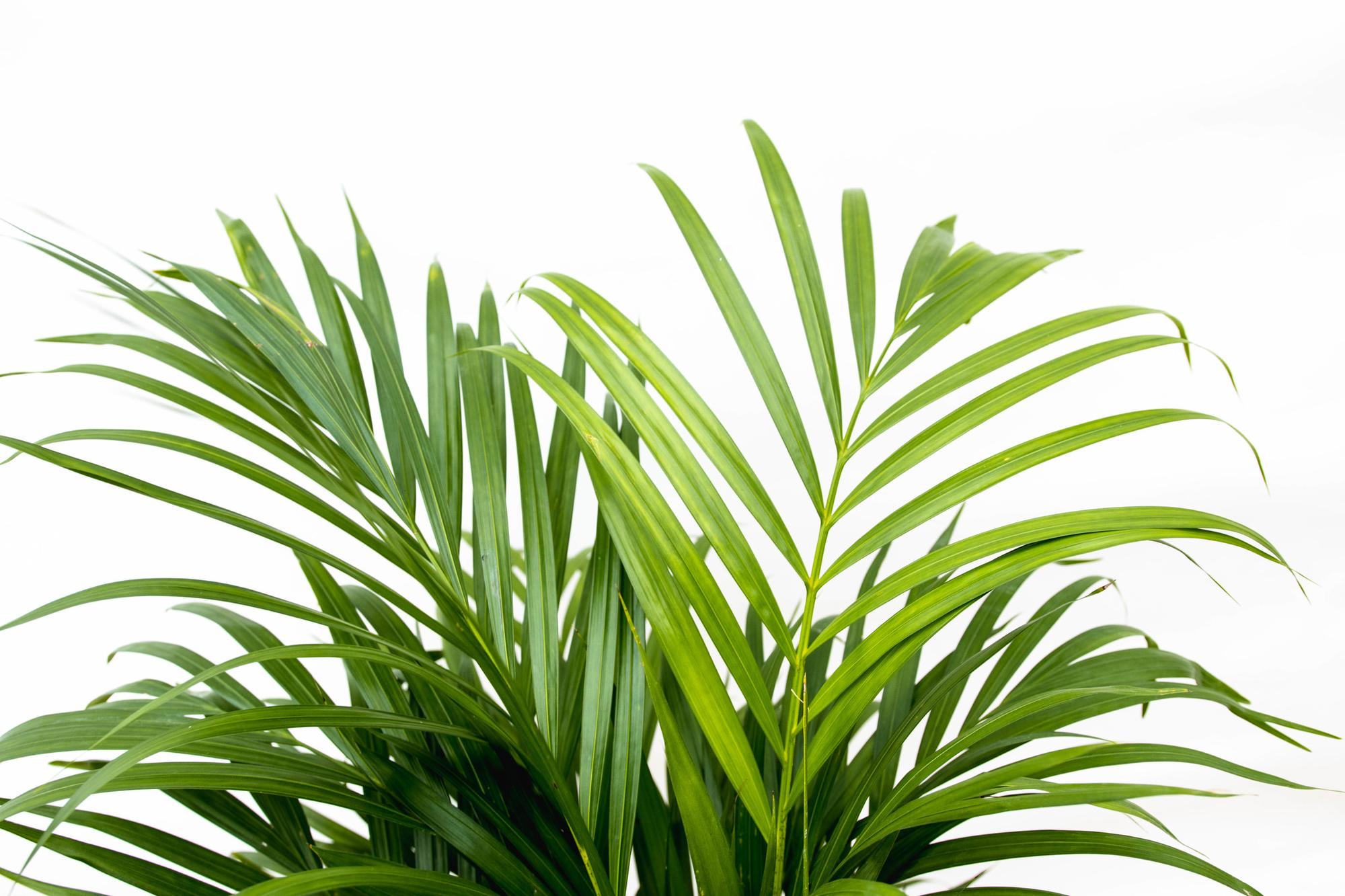 Dypsis Lutescens (Areca Palm) — Premium Tropische kamerplant
