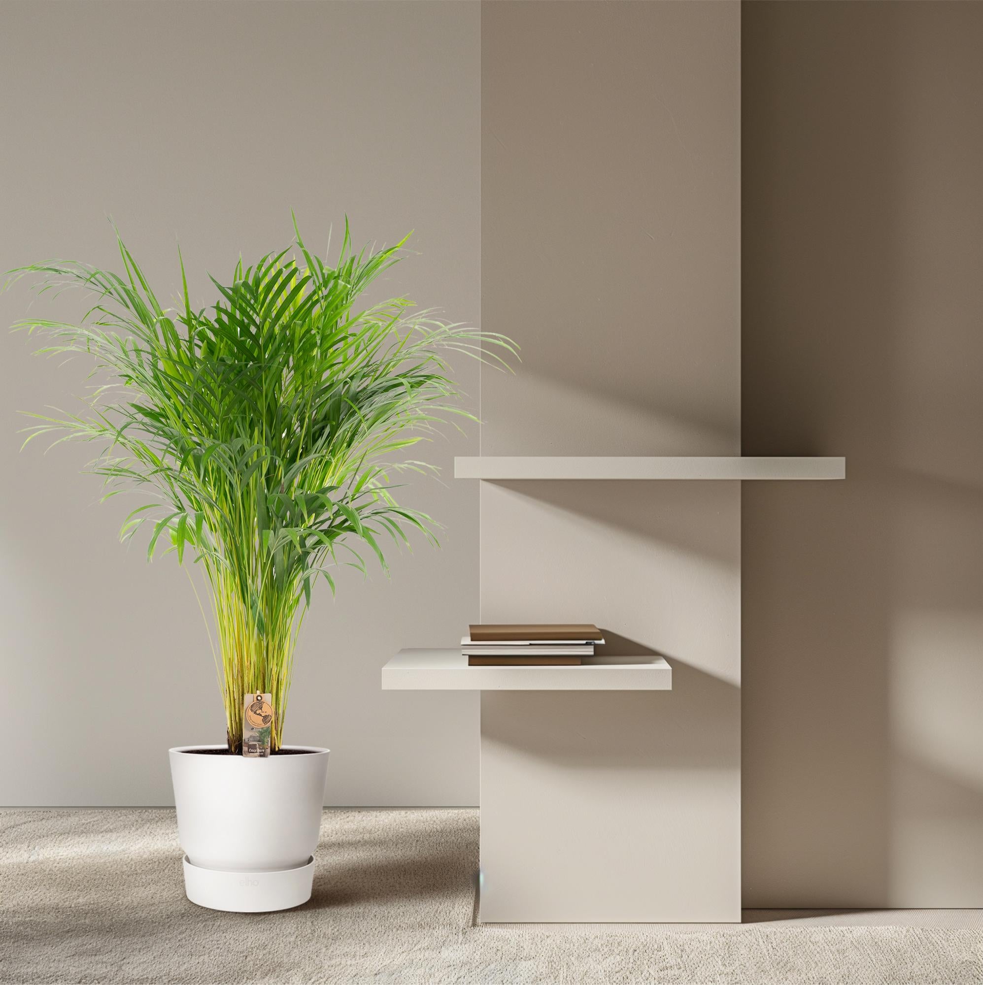 Areca palm - Luxe kamerplant voor binnen, onderhoudsarm en decoratief
