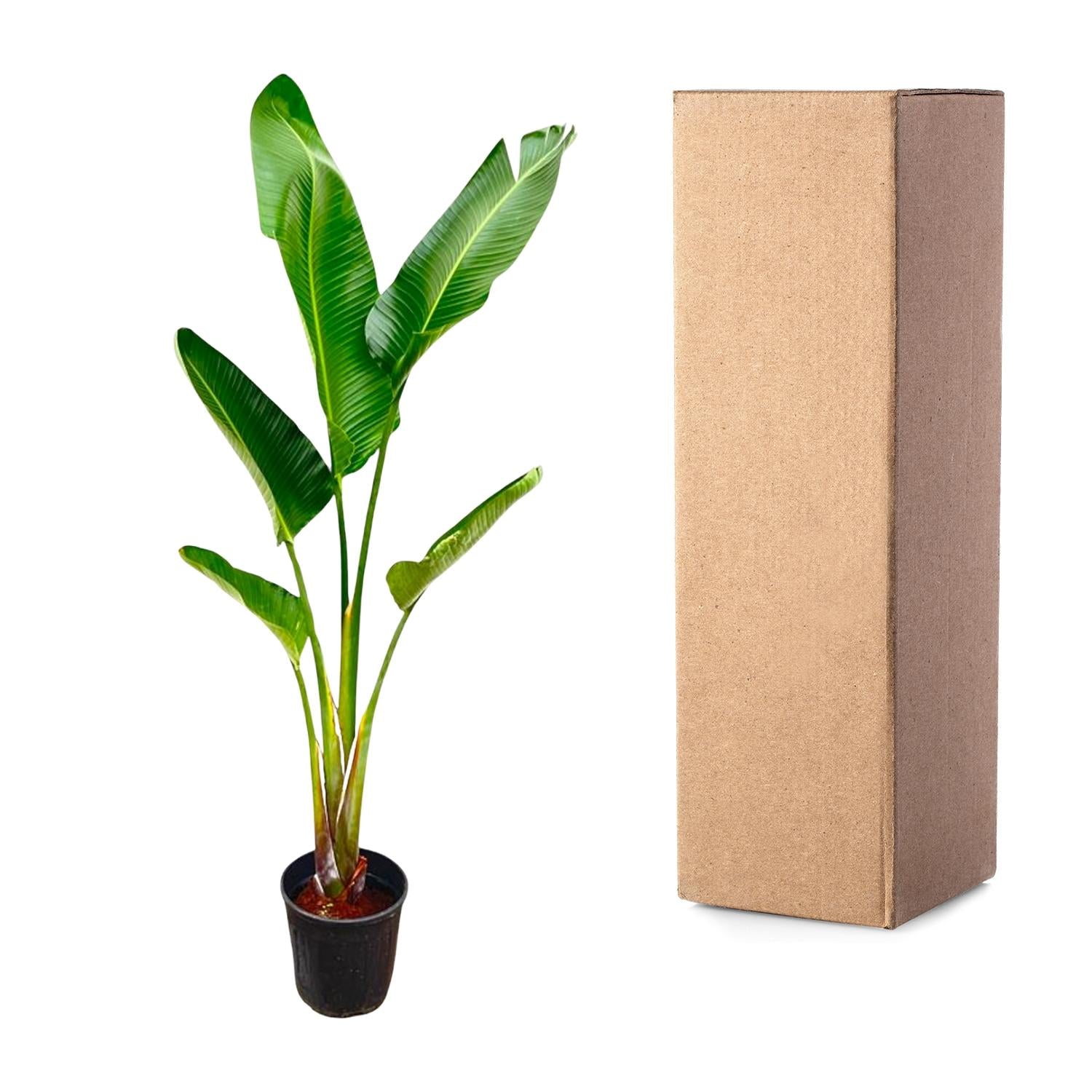 Strelitzia Augusta – grote paradijsvogelplant kamerplant in kweekpot