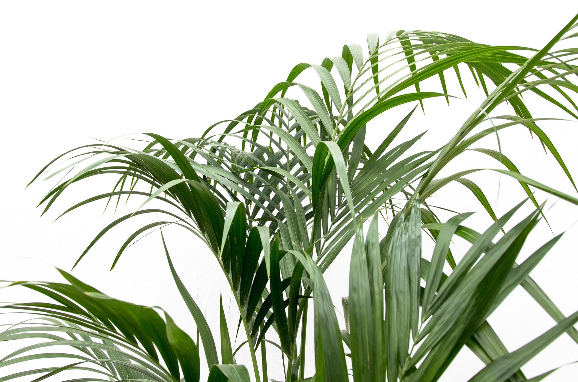 Kentia Palm kamerplant – stijlvolle sierpalm voor huis, kantoor & interieur