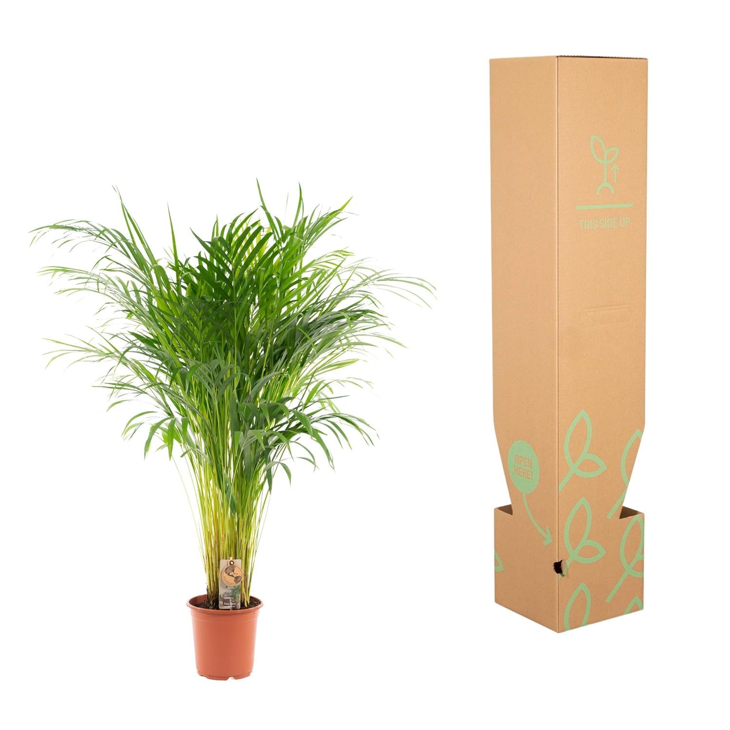 Areca palm - Luxe kamerplant voor binnen, onderhoudsarm en decoratief
