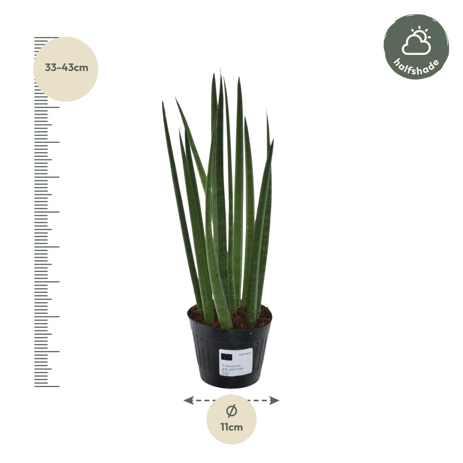 Sansevieria mini mix – Sansevieria cylindrica en Skyline in sierlijke pot Ø10,5