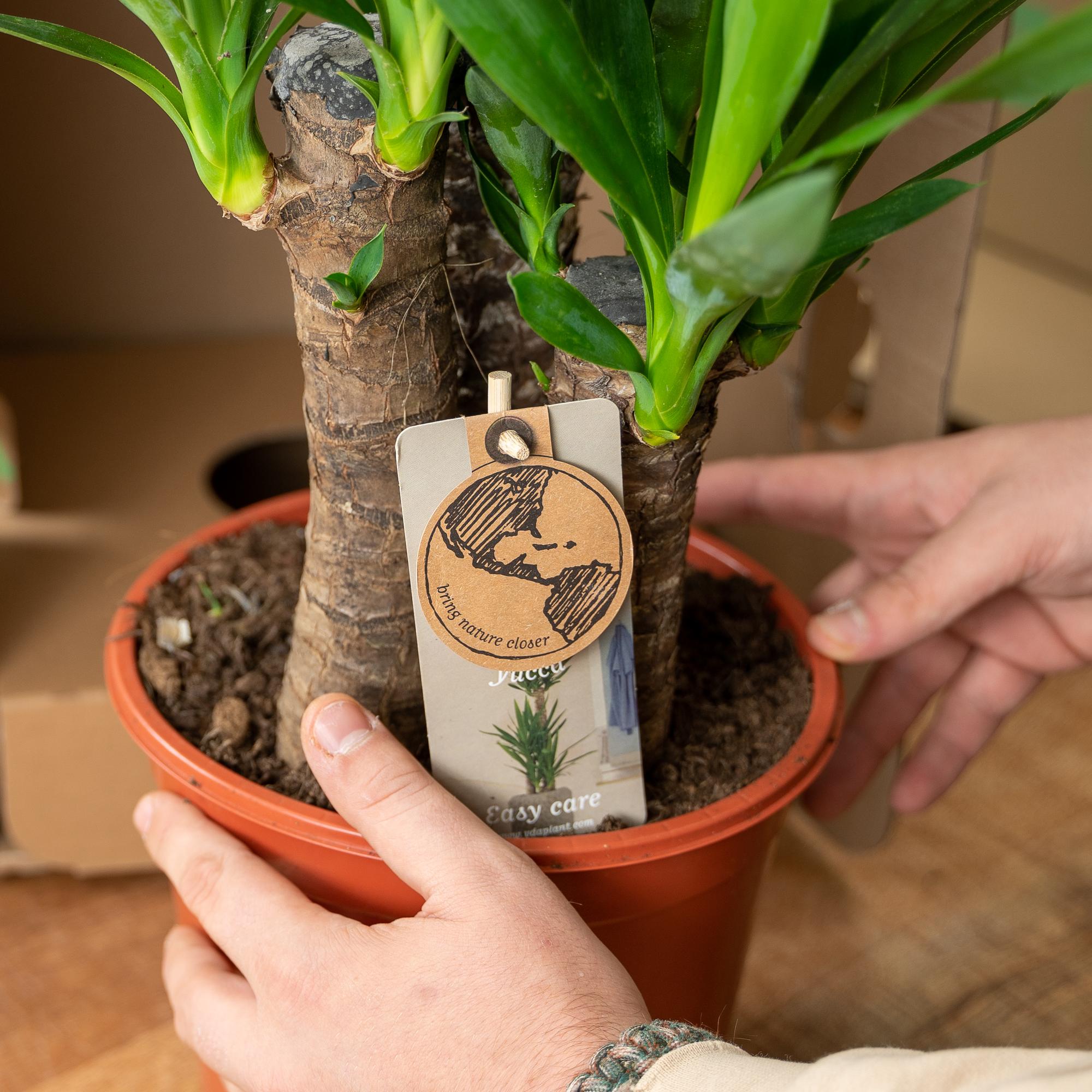 2x Yucca - ?90cm - Ø17cm