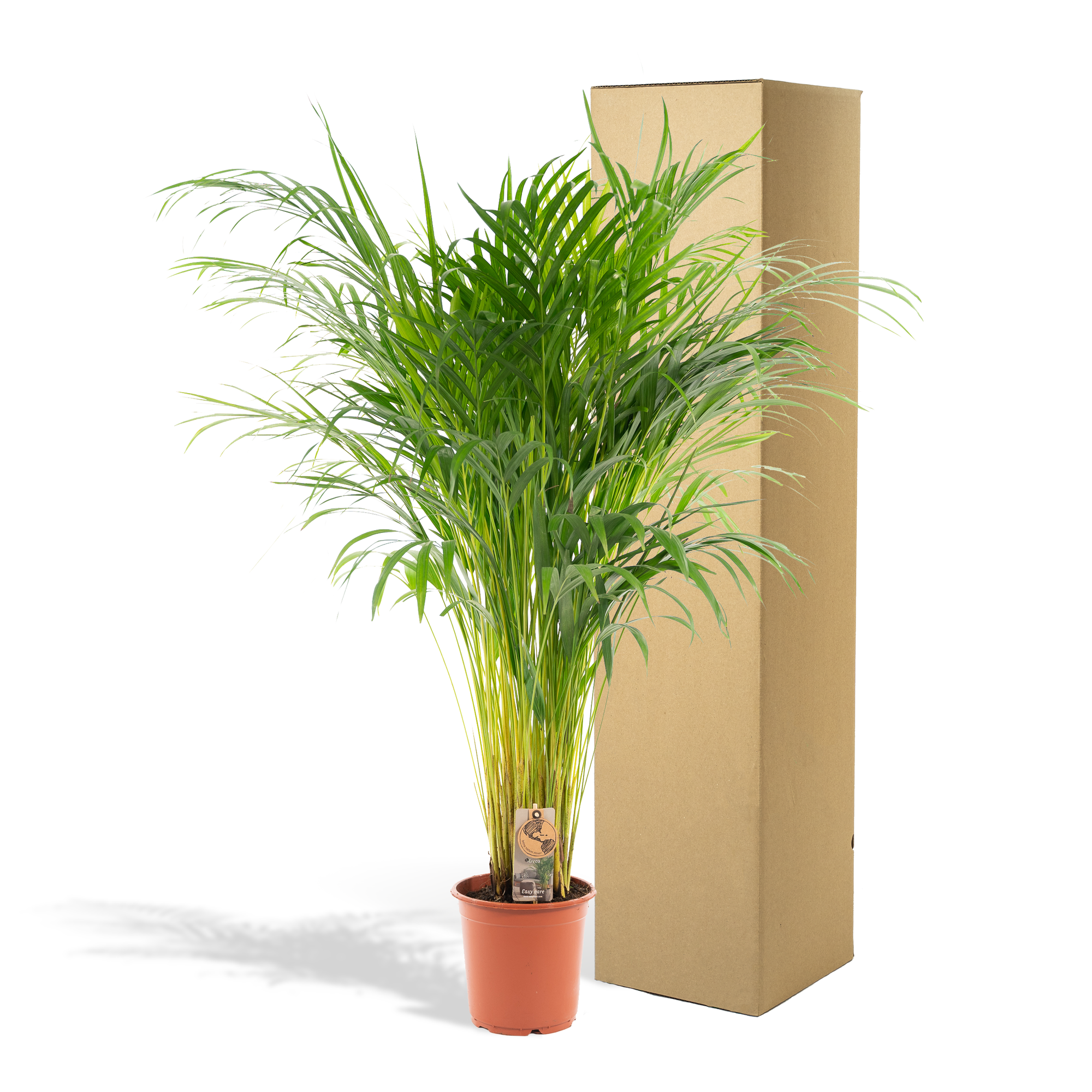 Areca palm - Luxe kamerplant voor binnen, onderhoudsarm en decoratief