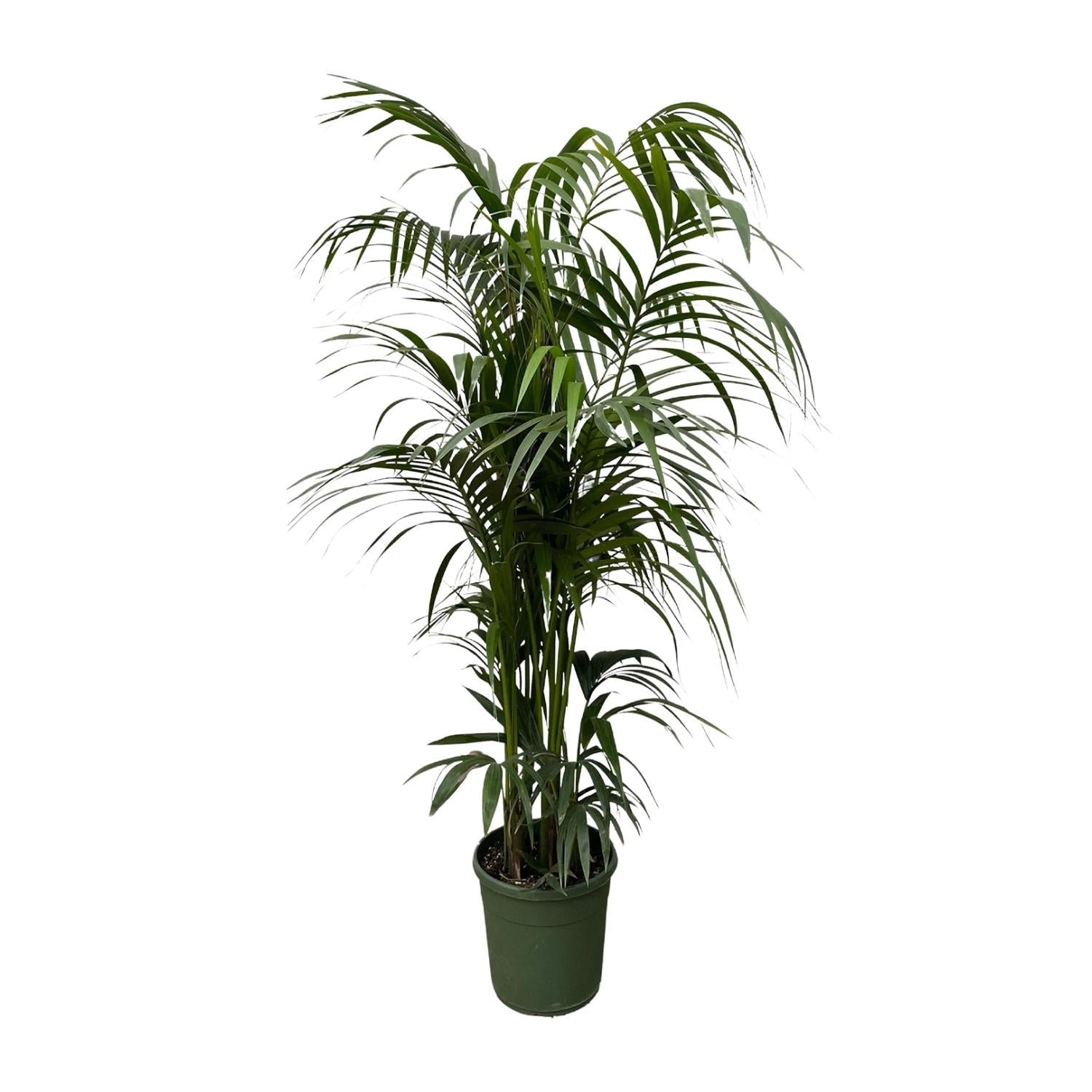 Kentia Palm kamerplant – stijlvolle sierpalm voor huis, kantoor & interieur