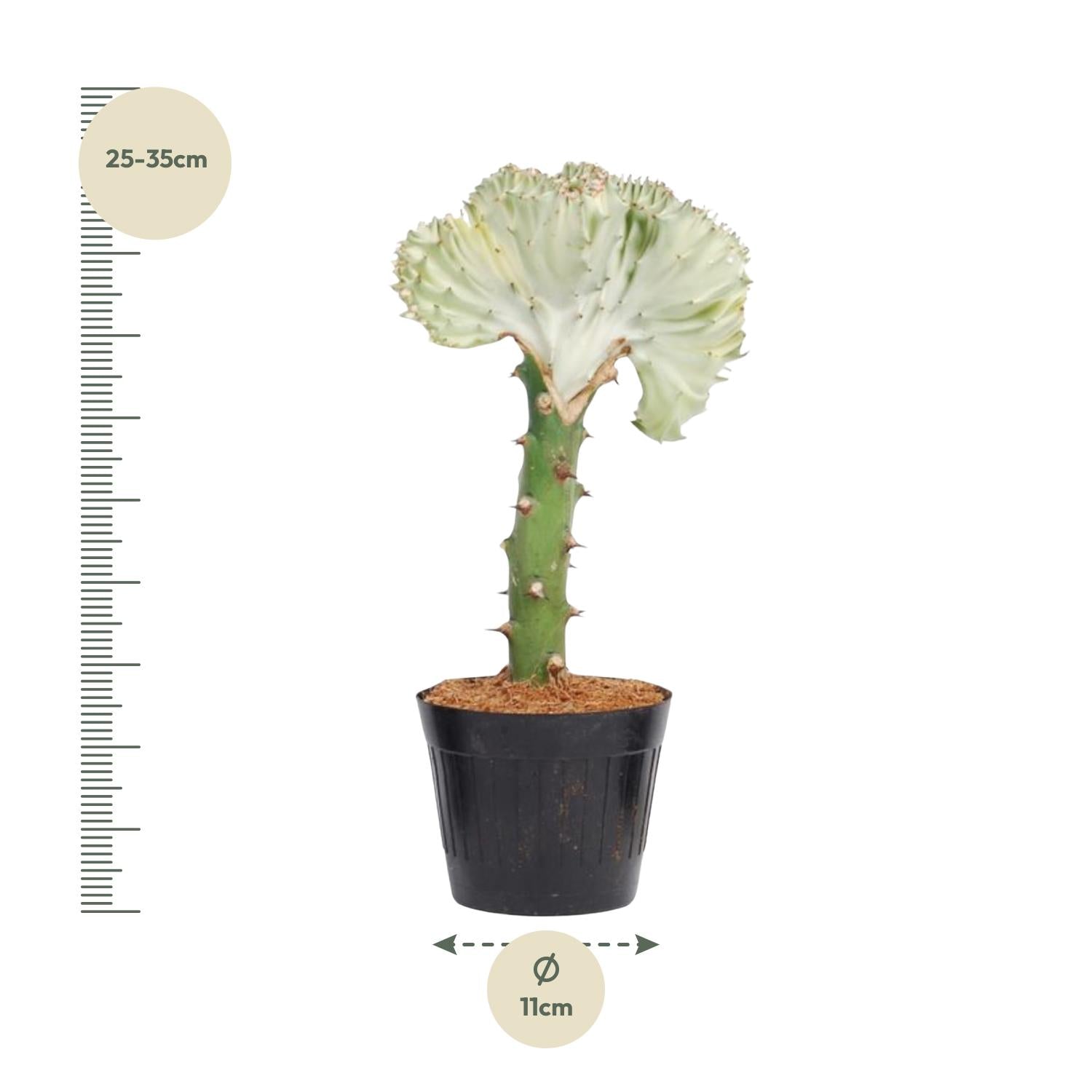 Euphorbia lactea Cristata wit – koraalcactus kamerplant